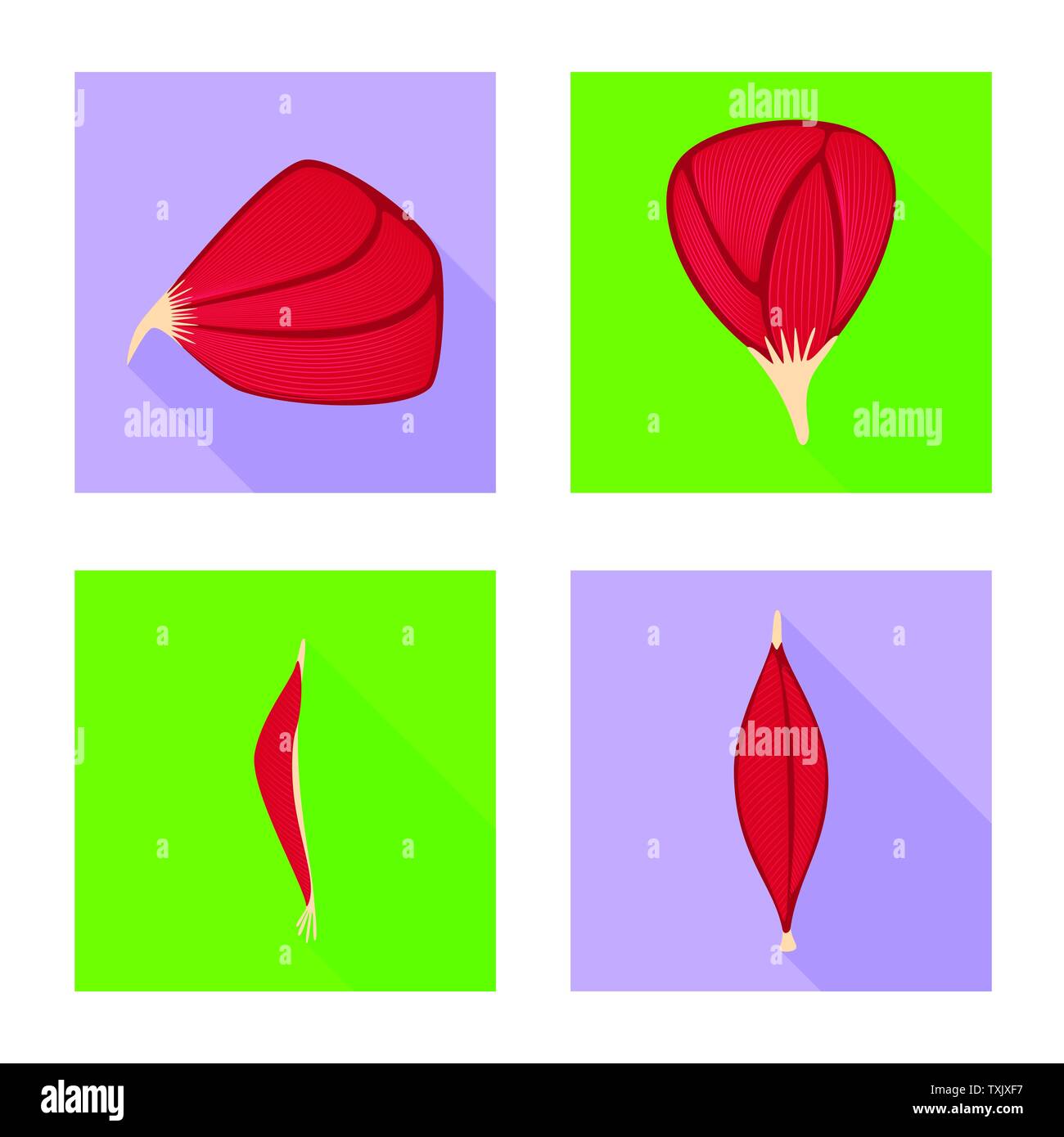 Vector illustration of muscle and cells sign. Set of muscle and anatomy ...