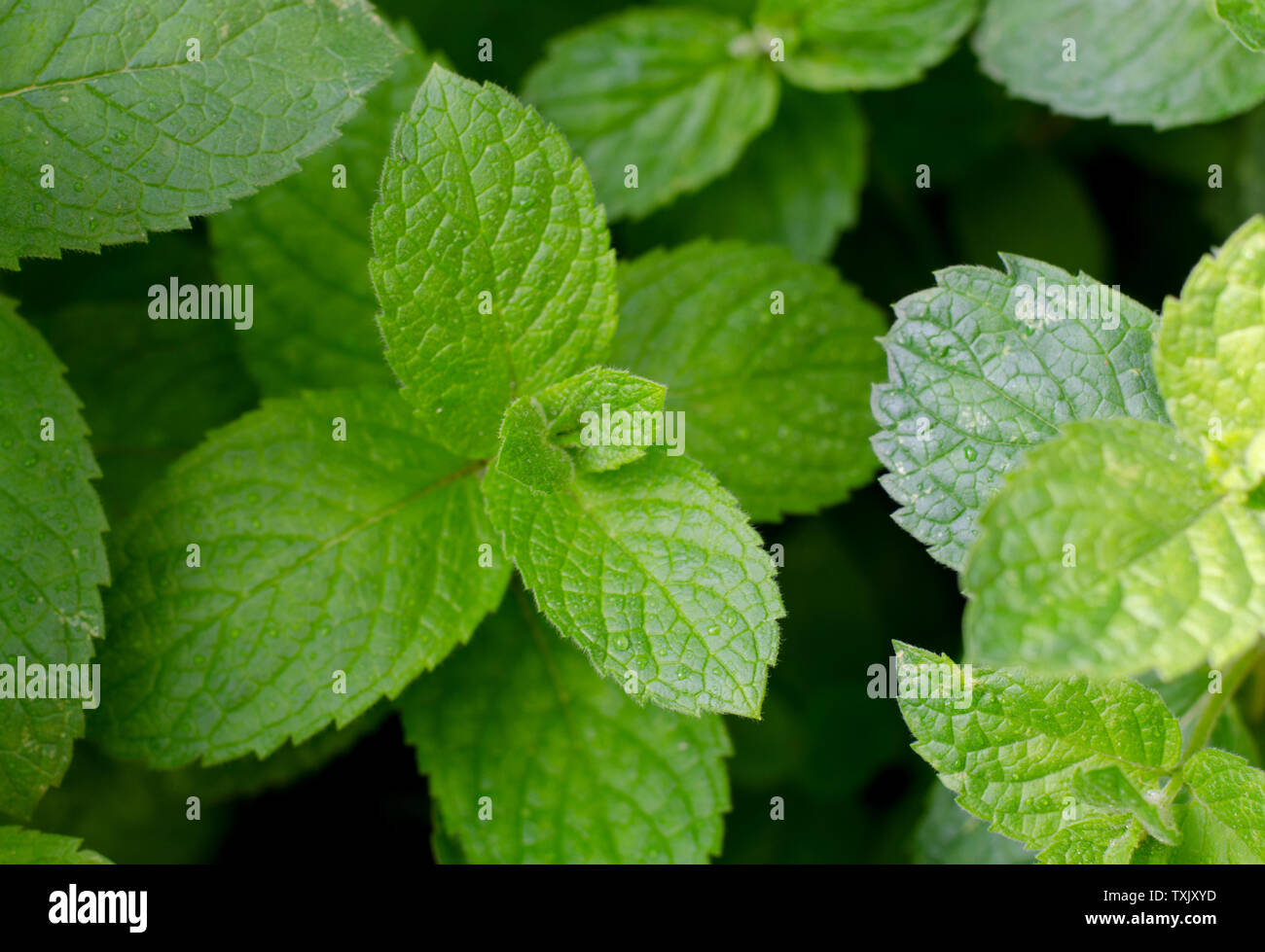 Green Mint Pepper Leaf Isolated On White. Fresh Mint Leaf. Pepper Mint  Clipping Path. Full Depth Of Field Stock Photo, Picture and Royalty Free  Image. Image 144787055.