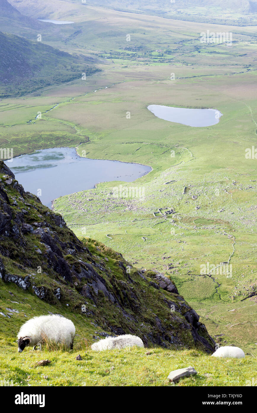 sheep at a scenic view of the mountains on the kerry way in county kerry ireland Stock Photo