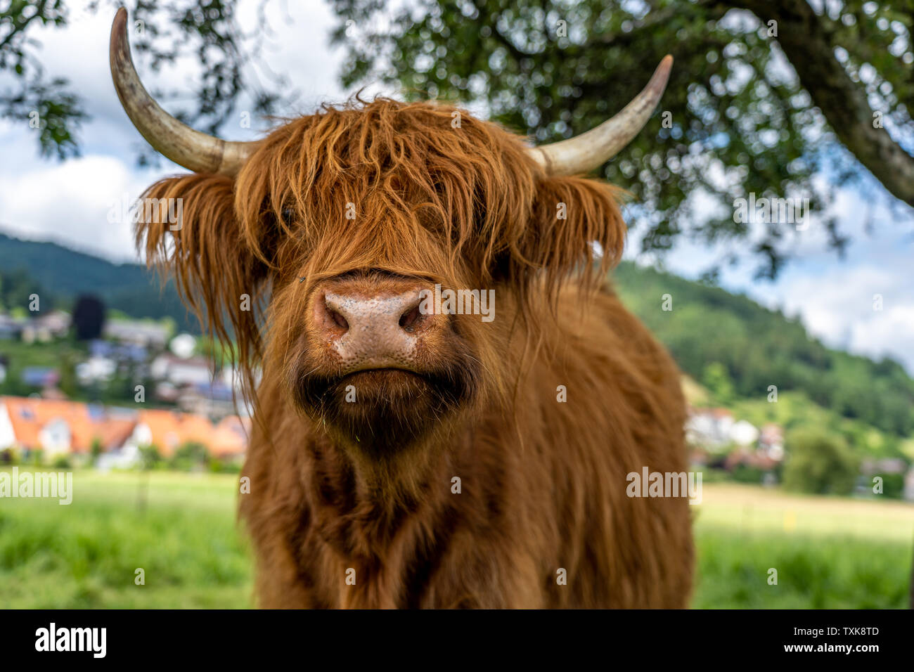 highland cow on meadow in kinzig valley, black forest, germany Stock ...