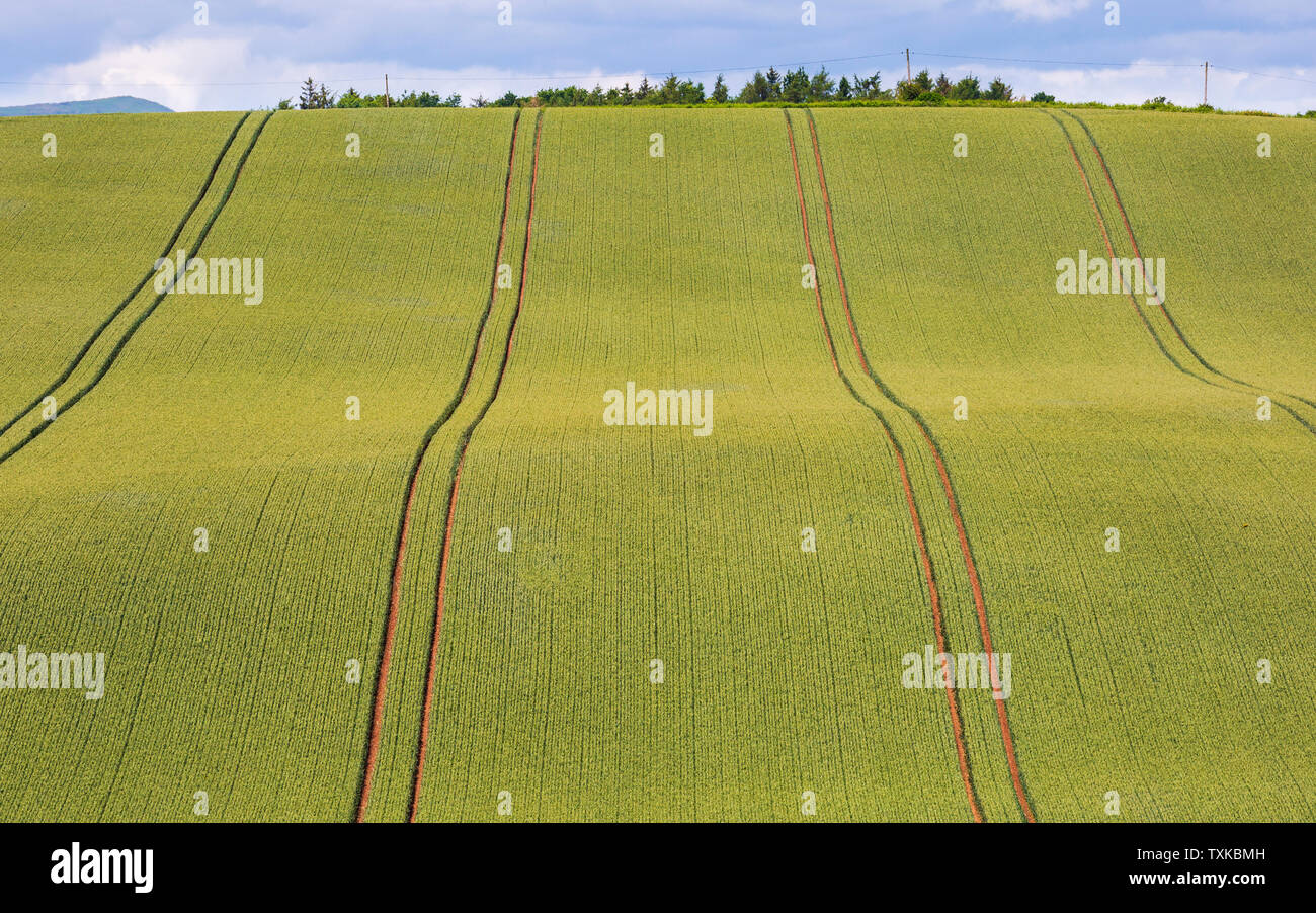 Vertical symmetrical tracks in a crop field Stock Photo