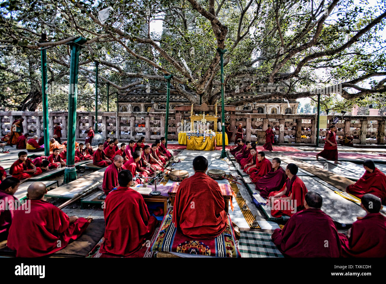 Tibetan monks under the Bodhi tree where Shakyamuni attained enlightenment, Mahabodhi Temple, Bodhgaya, Bihar, India. Stock Photo