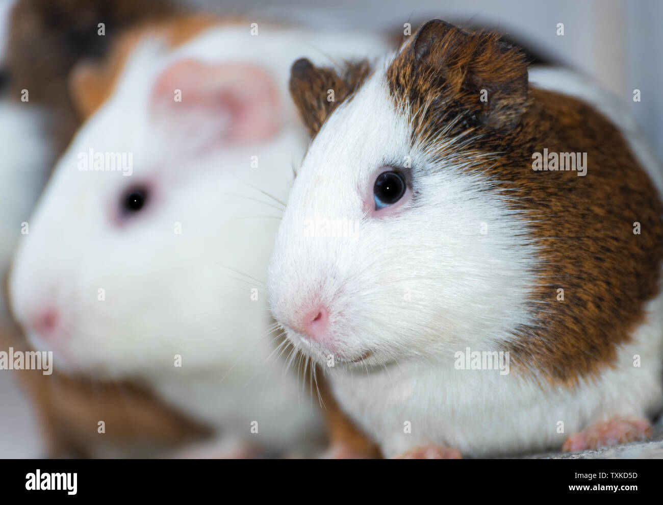Three guinea pigs / Dutch rats / Dutch pigs / guinea pigs looking in