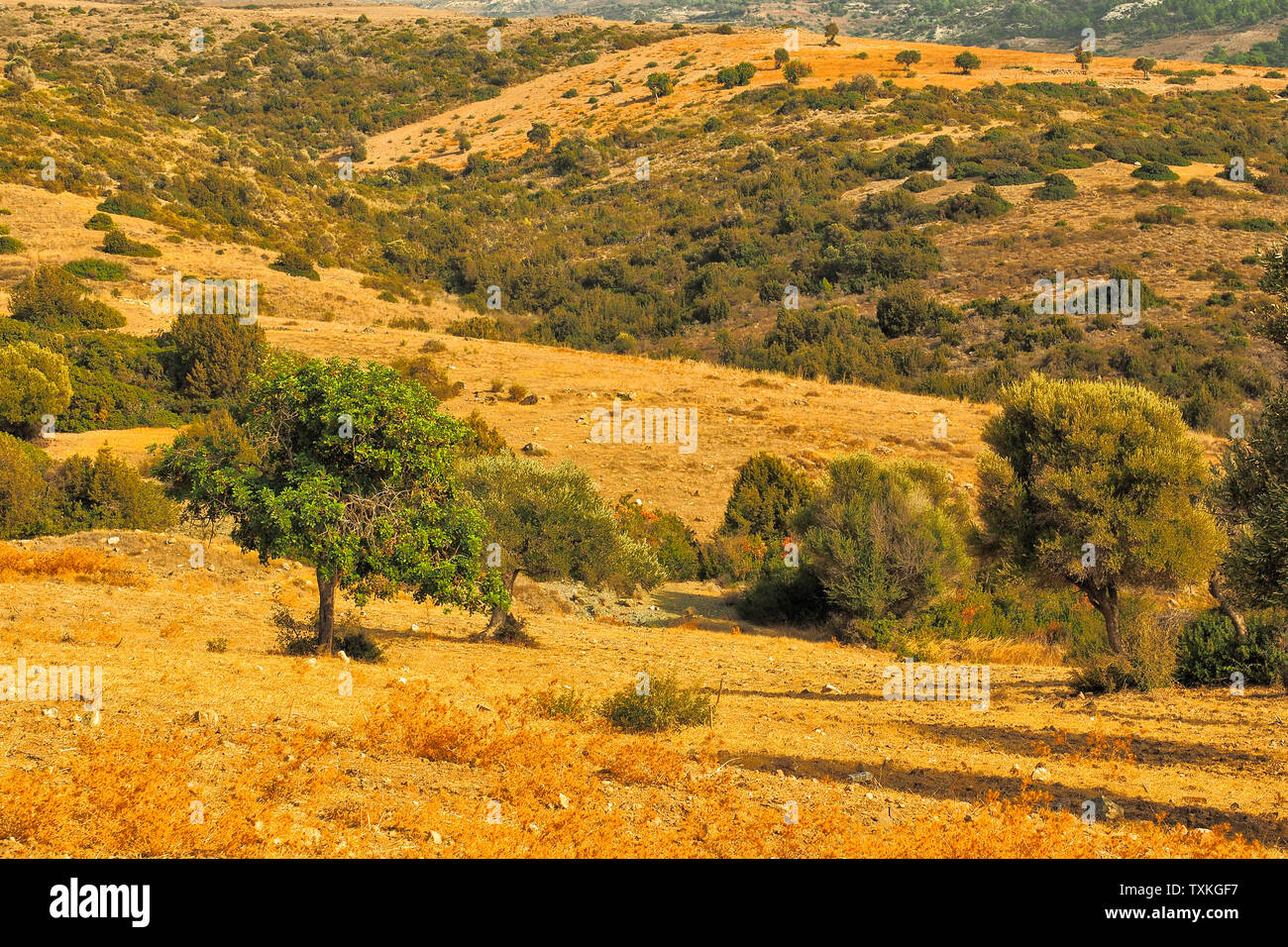 Typical landscape of dry areas. Akamas Peninsula. Cyprus Stock Photo