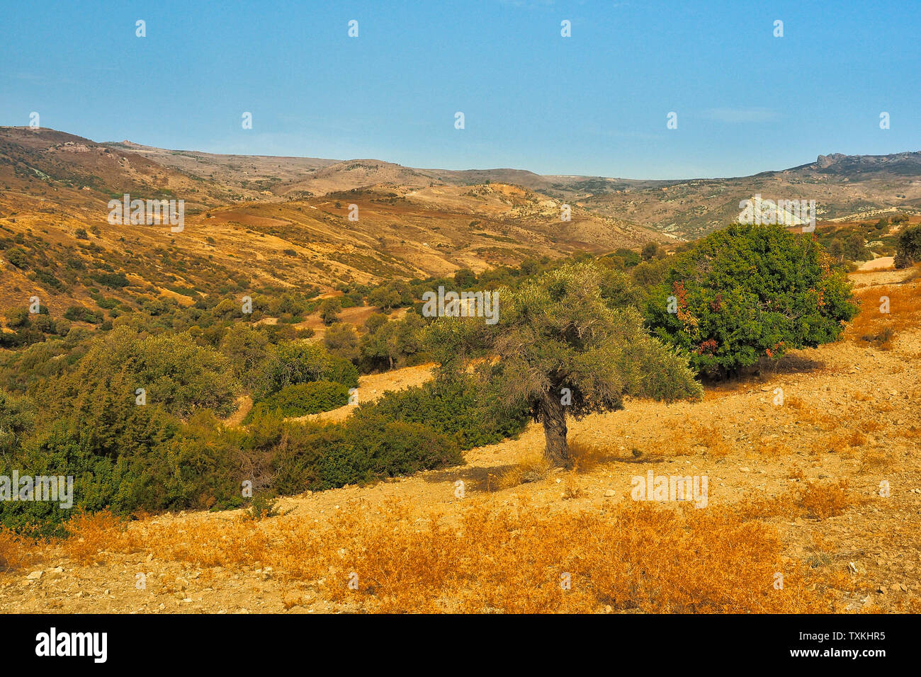 Typical landscape of dry areas. Akamas Peninsula. Cyprus Stock Photo