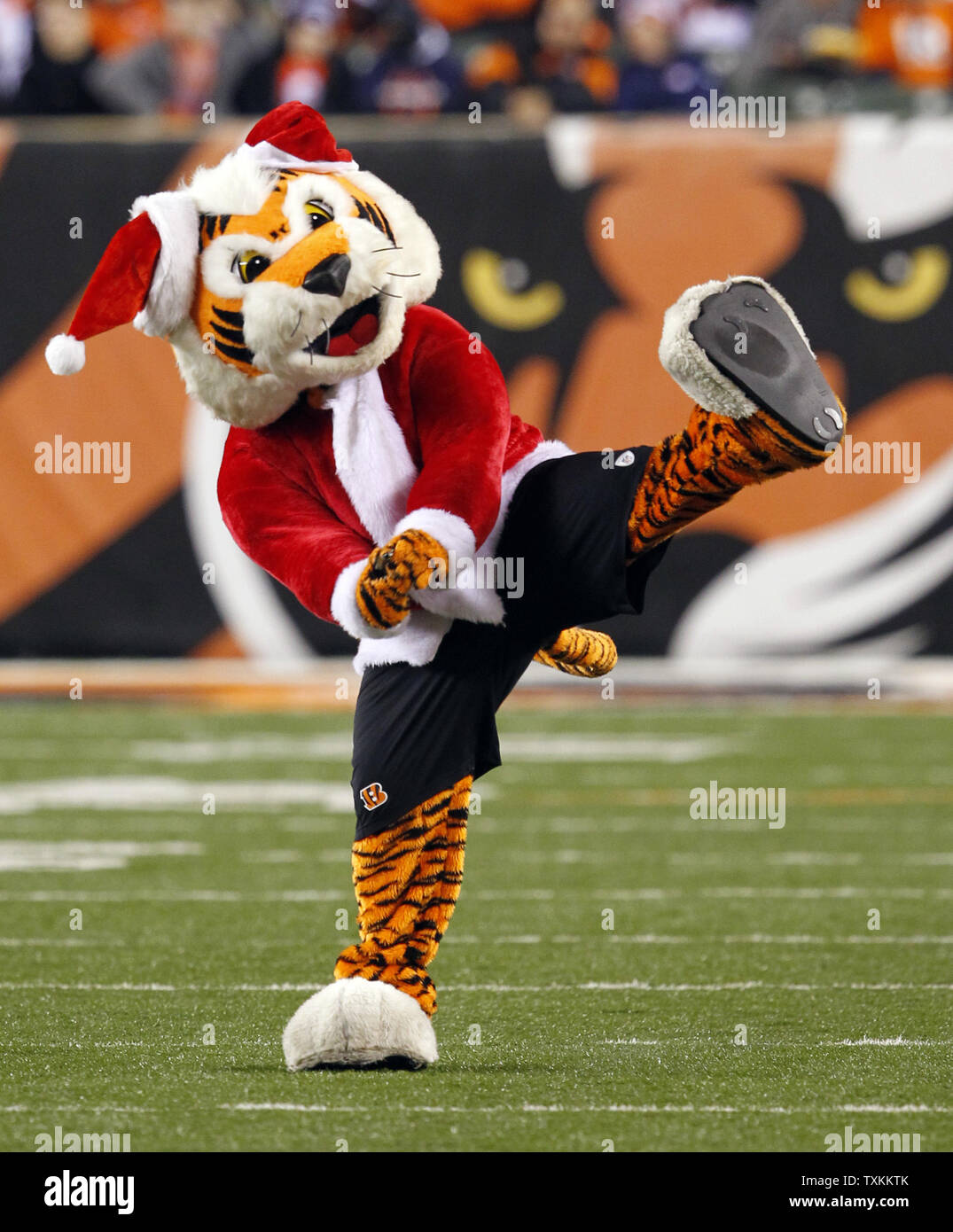 The Cincinnati Bengals mascot shows his holiday spirit as he cheers for the team against Denver Broncos in their NFL football game at Paul Brown Stadium in Cincinnati, Ohio, December 22, 2014.    UPI /John Sommers II Stock Photo
