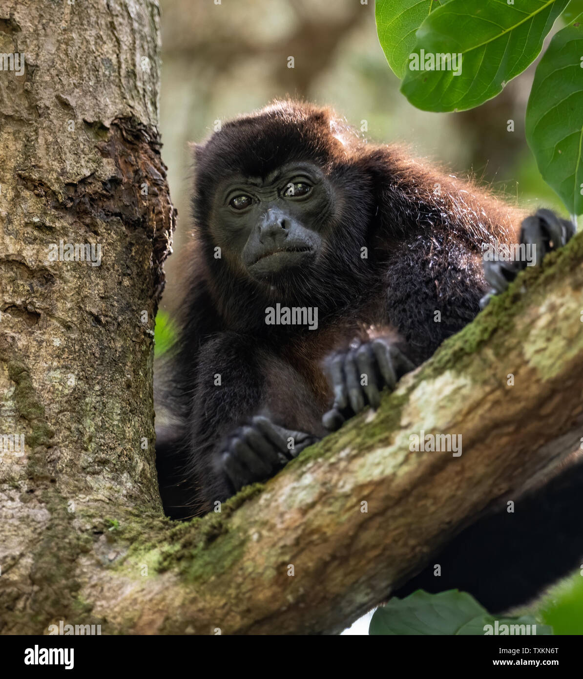 Howler Monkey in Costa Rica Stock Photo - Alamy