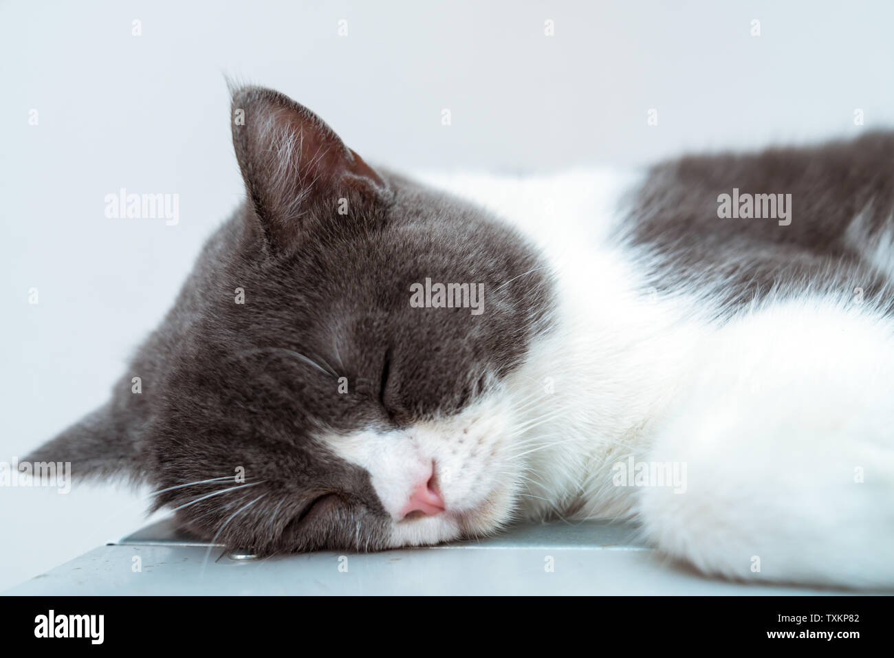Cats sleeping on the ground Stock Photo - Alamy