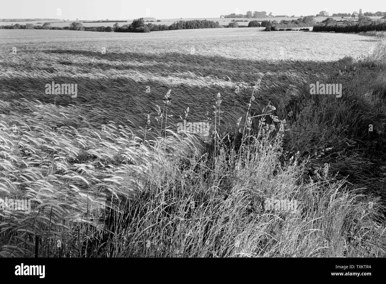 Field of barley at Hatley St George Cambridgeshire England Stock Photo