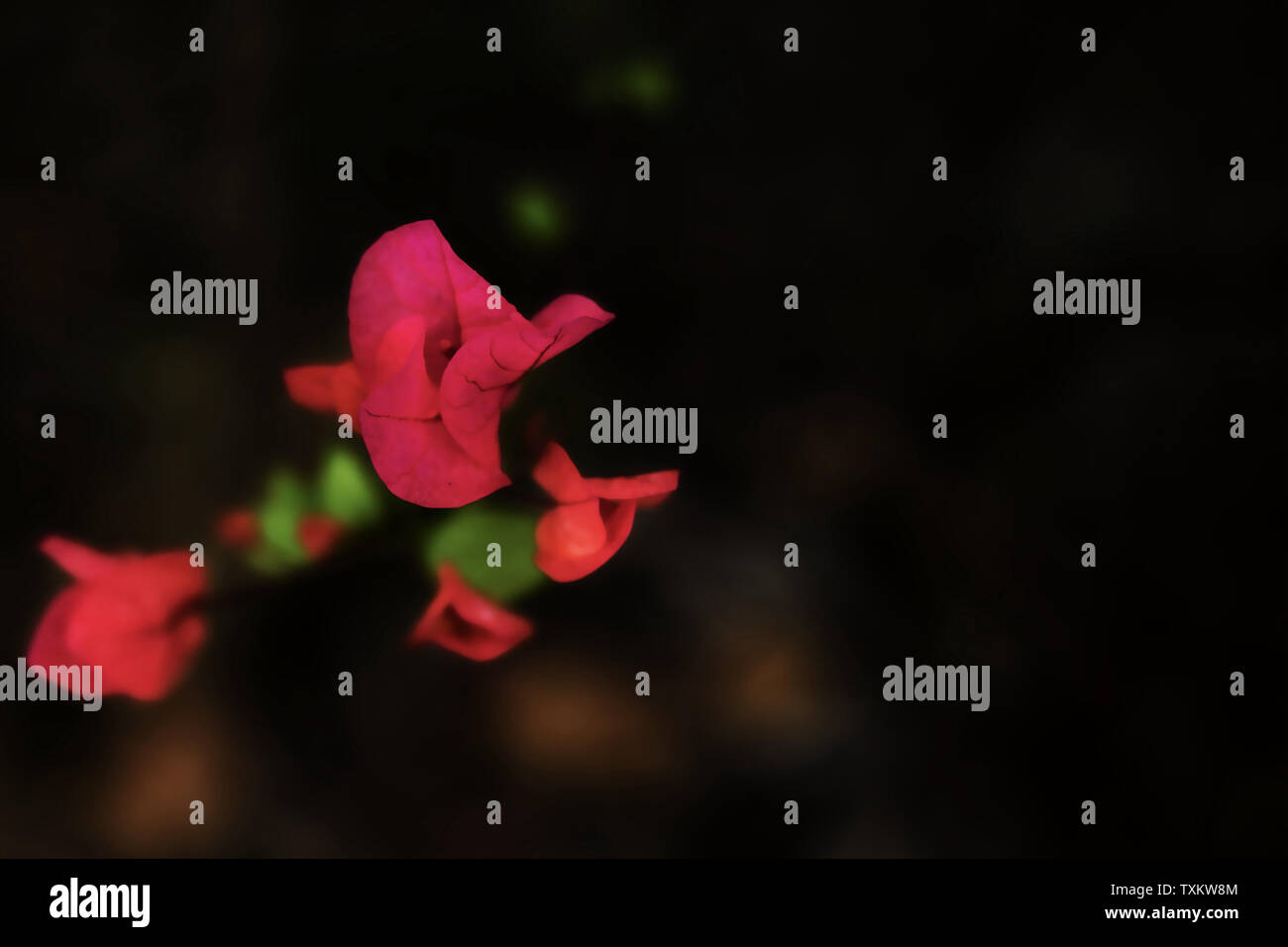 Flowers That Look Like Clowns They Seem To Have A Deep Meaning Stock Photo Alamy Flowers That Look Like Clowns They Seem To Have A Deep Meaning Stock Photo Alamy
