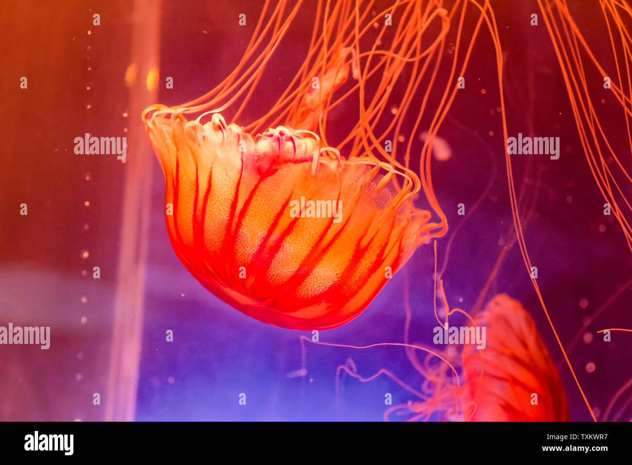 Shanghai Haichang Ocean Park jellyfish Stock Photo Alamy
