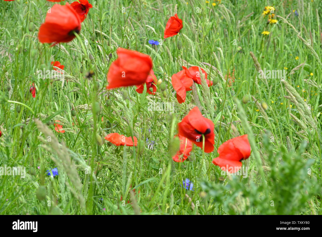 The Somme Stock Photo