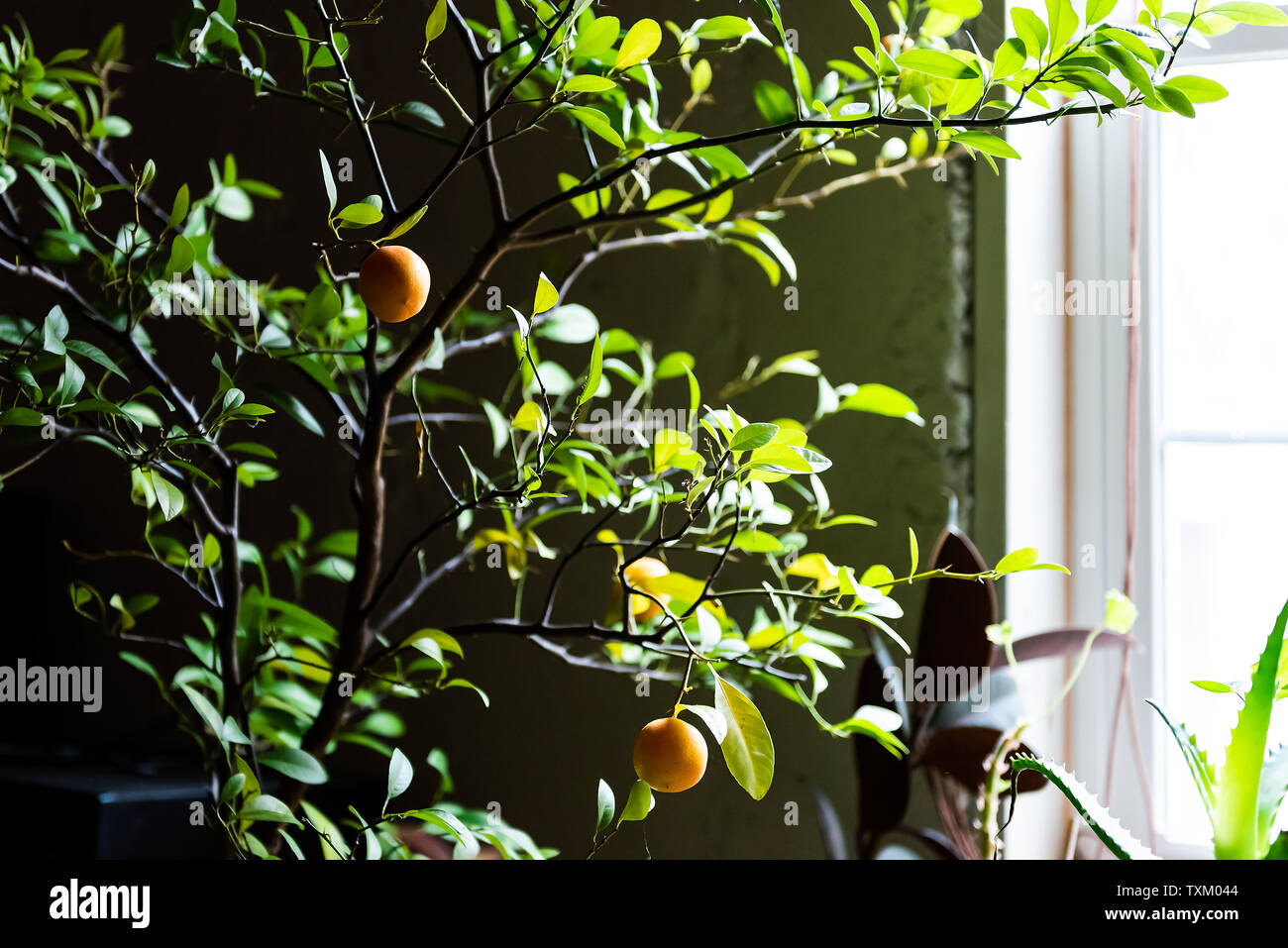 Calamondin plant with citrus and leaves in dark basement of house in winter with orange fruit Stock Photo