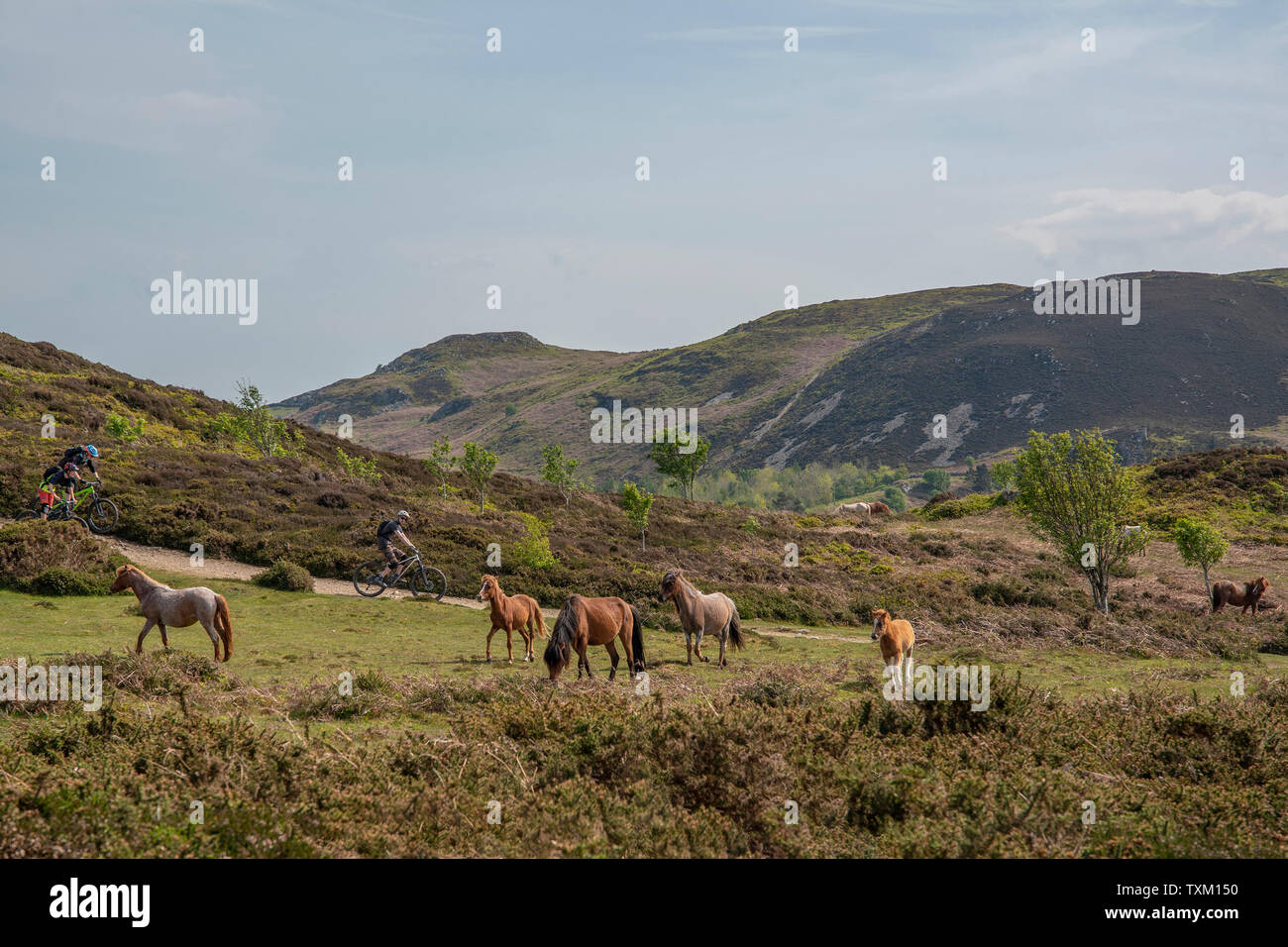Mountain bikes and wild ponies on Conwy Mountain Stock Photo