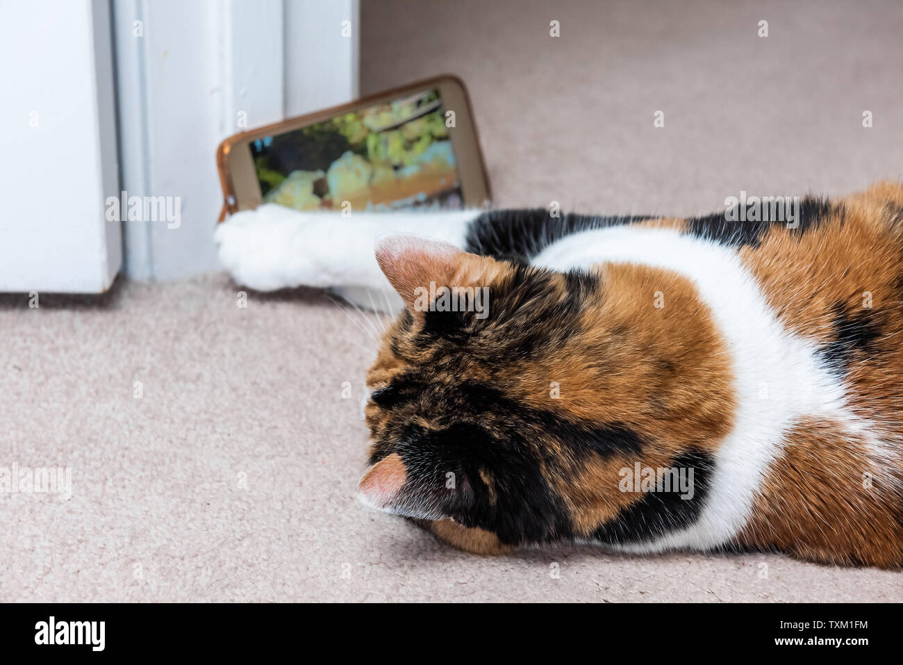 Calico cat looking at smartphone mobile cell phone video of birds and  animals on floor inside house touching screen with paws Stock Photo - Alamy