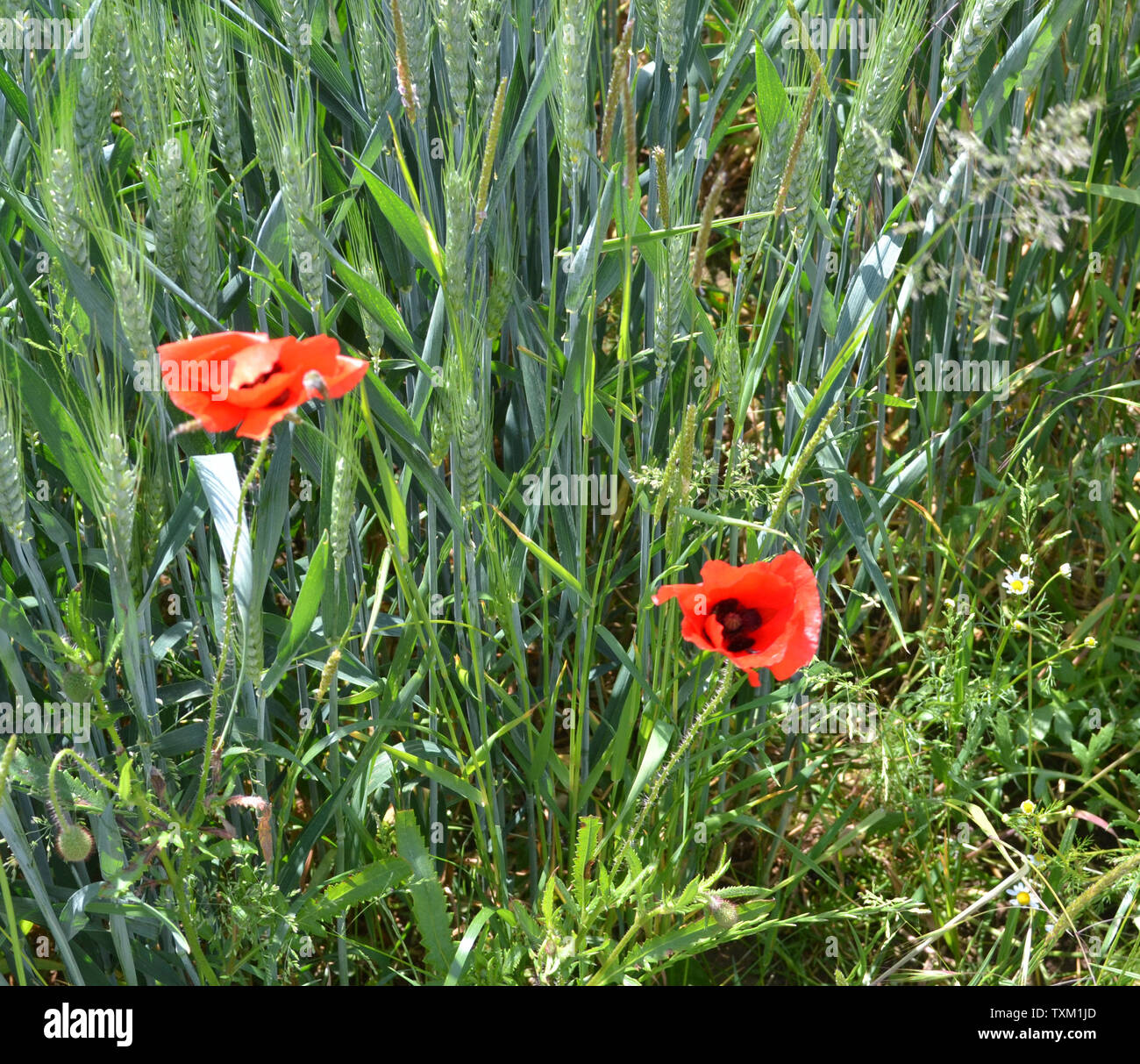 The Somme Stock Photo