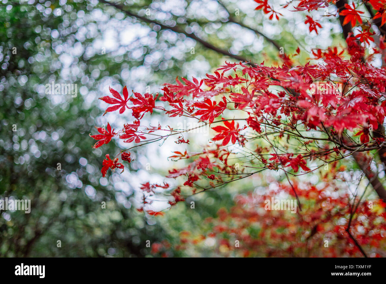 Golden leaves deciduous tree hi-res stock photography and images - Alamy