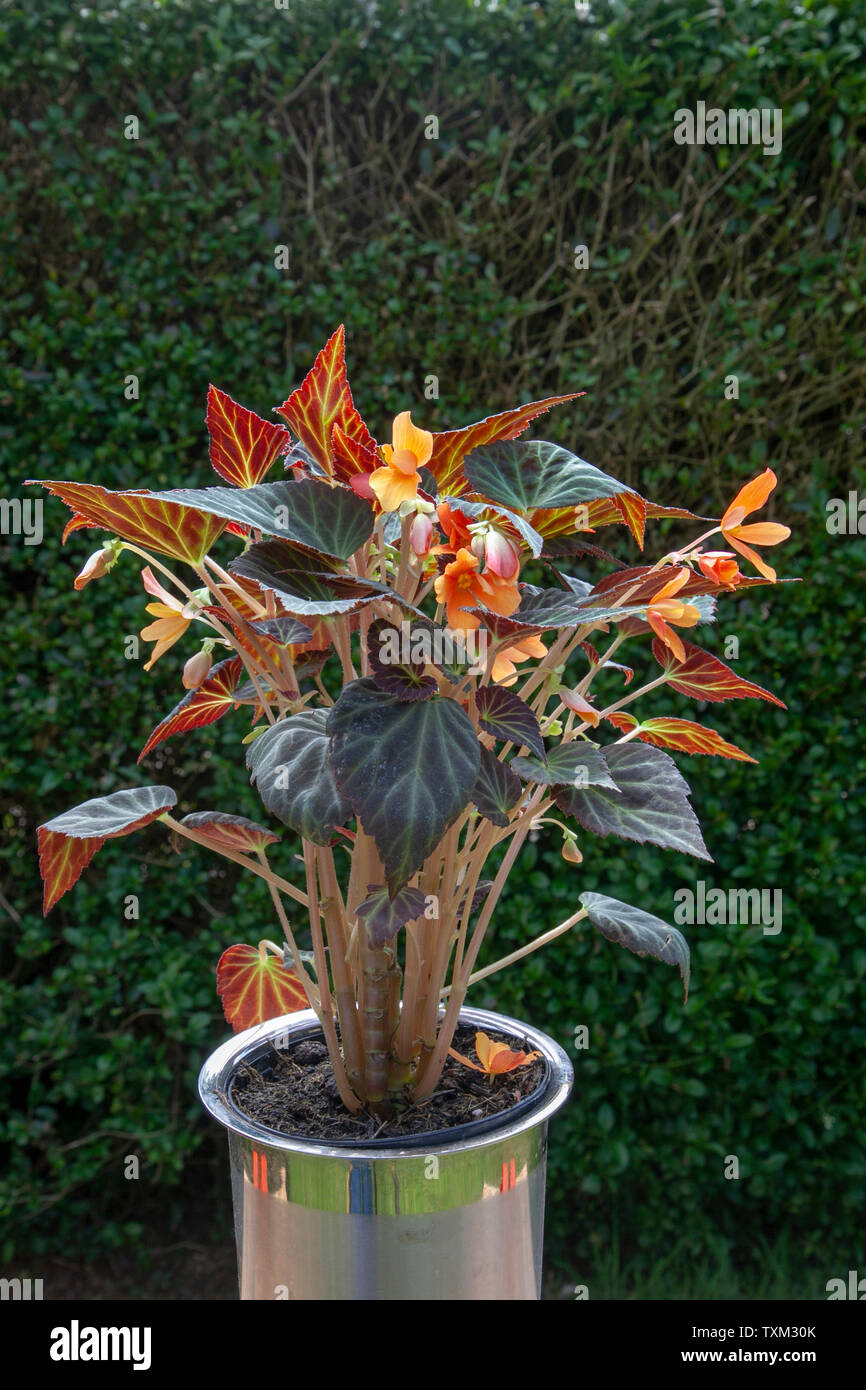Begonia glowing embers, A delicate, small-flowered, single begonia, classier than all the rest and exceptionally long flowering. Stock Photo