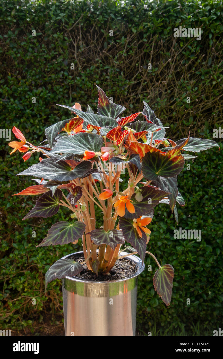 Begonia glowing embers, A delicate, small-flowered, single begonia, classier than all the rest and exceptionally long flowering. Stock Photo