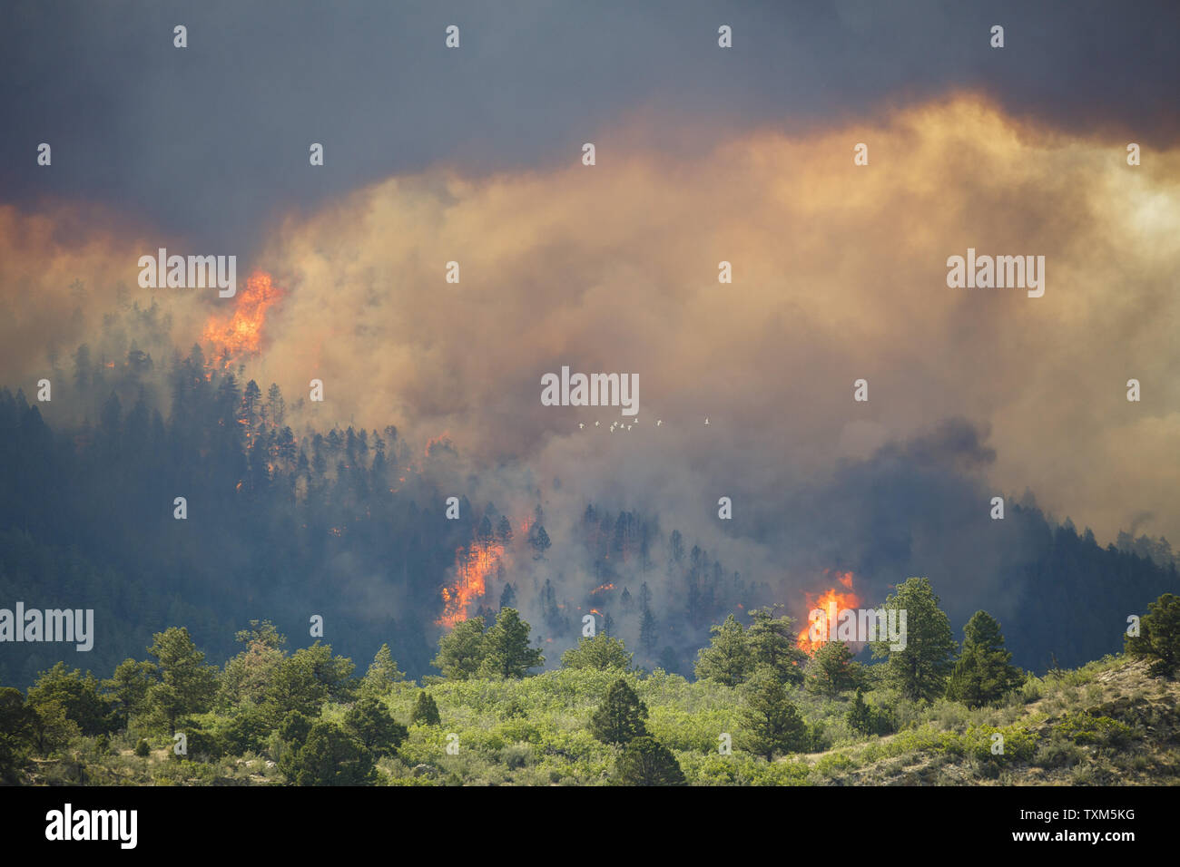 Trees go up in flames as dramatic shifts in the winds pushed the Waldo Canyon fire into the foothills neighborhoods west of Colorado Springs, Colorado destroying numerous homes on June 26, 2012.  The cause of the blaze is unknown.   UPI/Trevor Brown Jr. Stock Photo