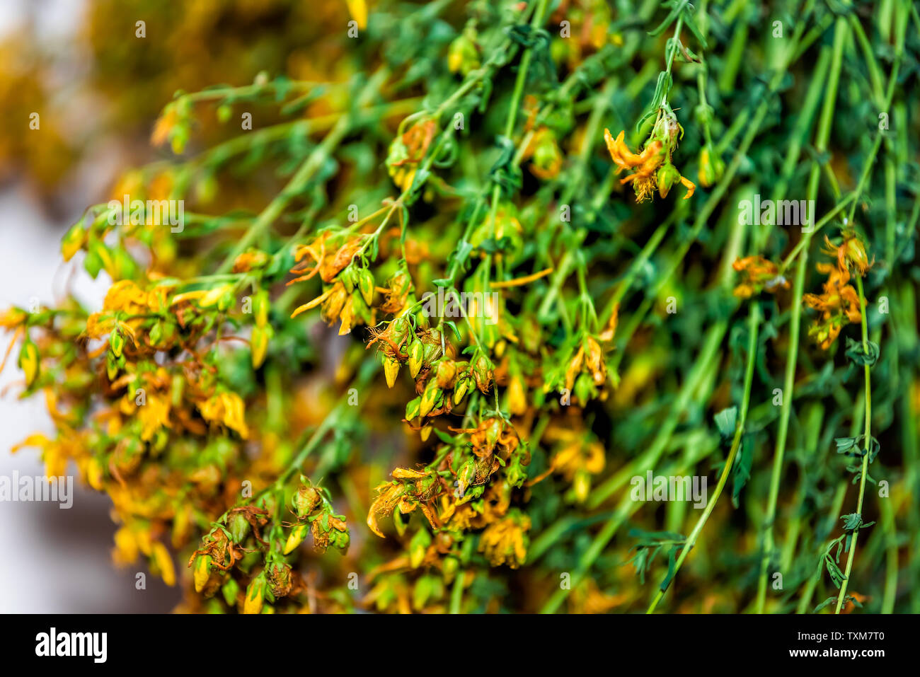 Dried drying medicinal green herb with yellow flowers called Saint John's wort for treating depression Stock Photo