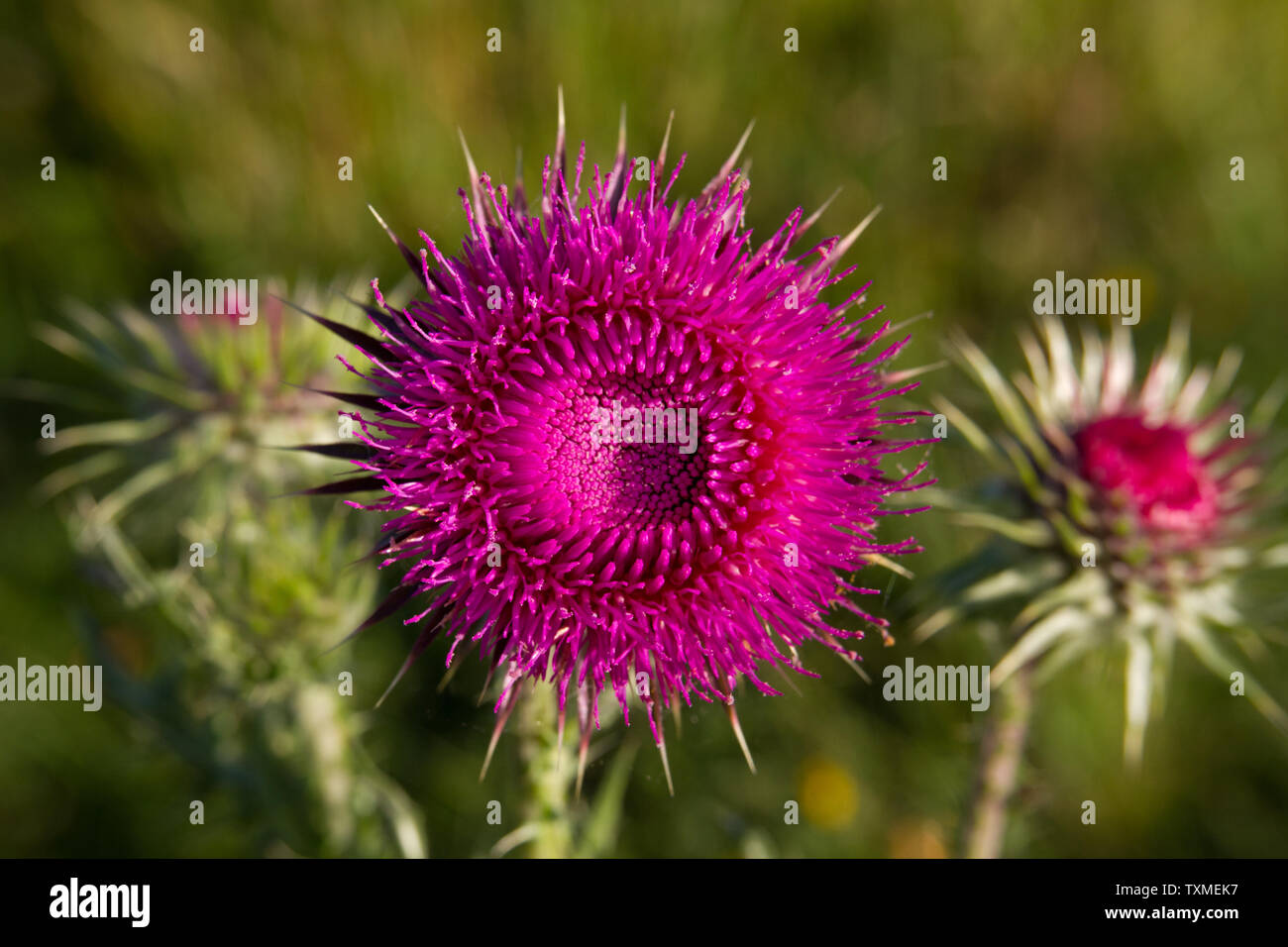 Close-up of the red-purple flower-head of Nodding thistle, Carduus nutans Stock Photo