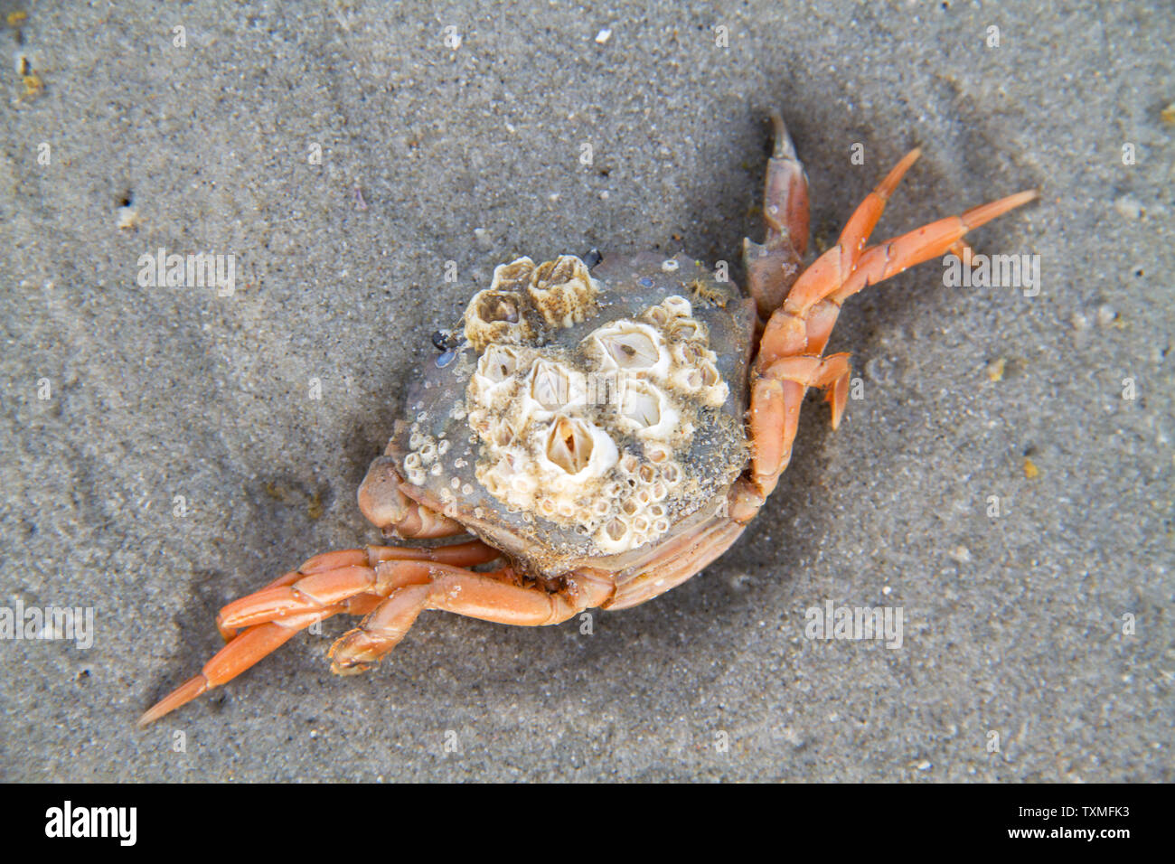Dead Shore crab, grown with Barnacles, on the sand of the beach Stock Photo