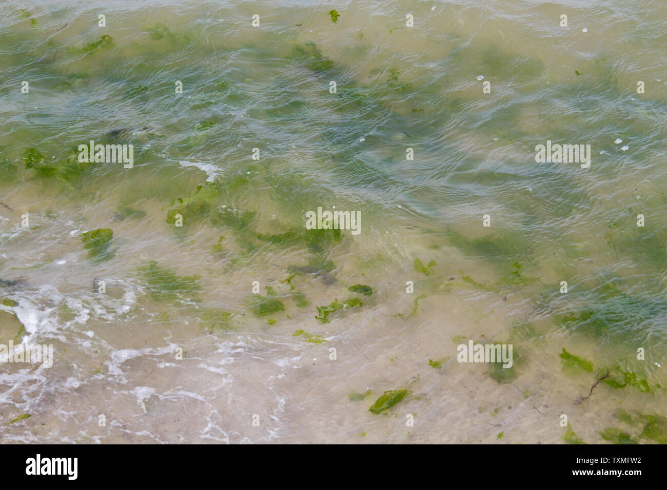 Seaweed in shallow water near the beach Stock Photo