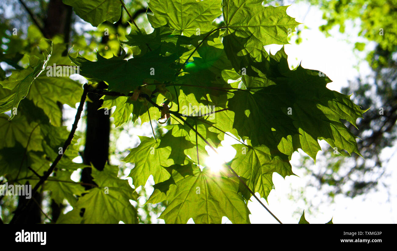 Leaves with a sun behind Stock Photo