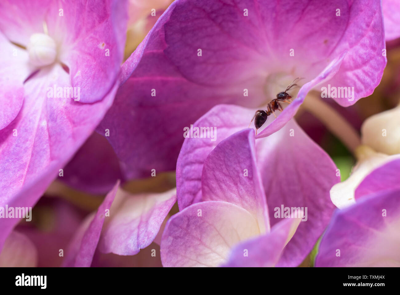 Single ant climbing on pink hydrangea flowers Stock Photo