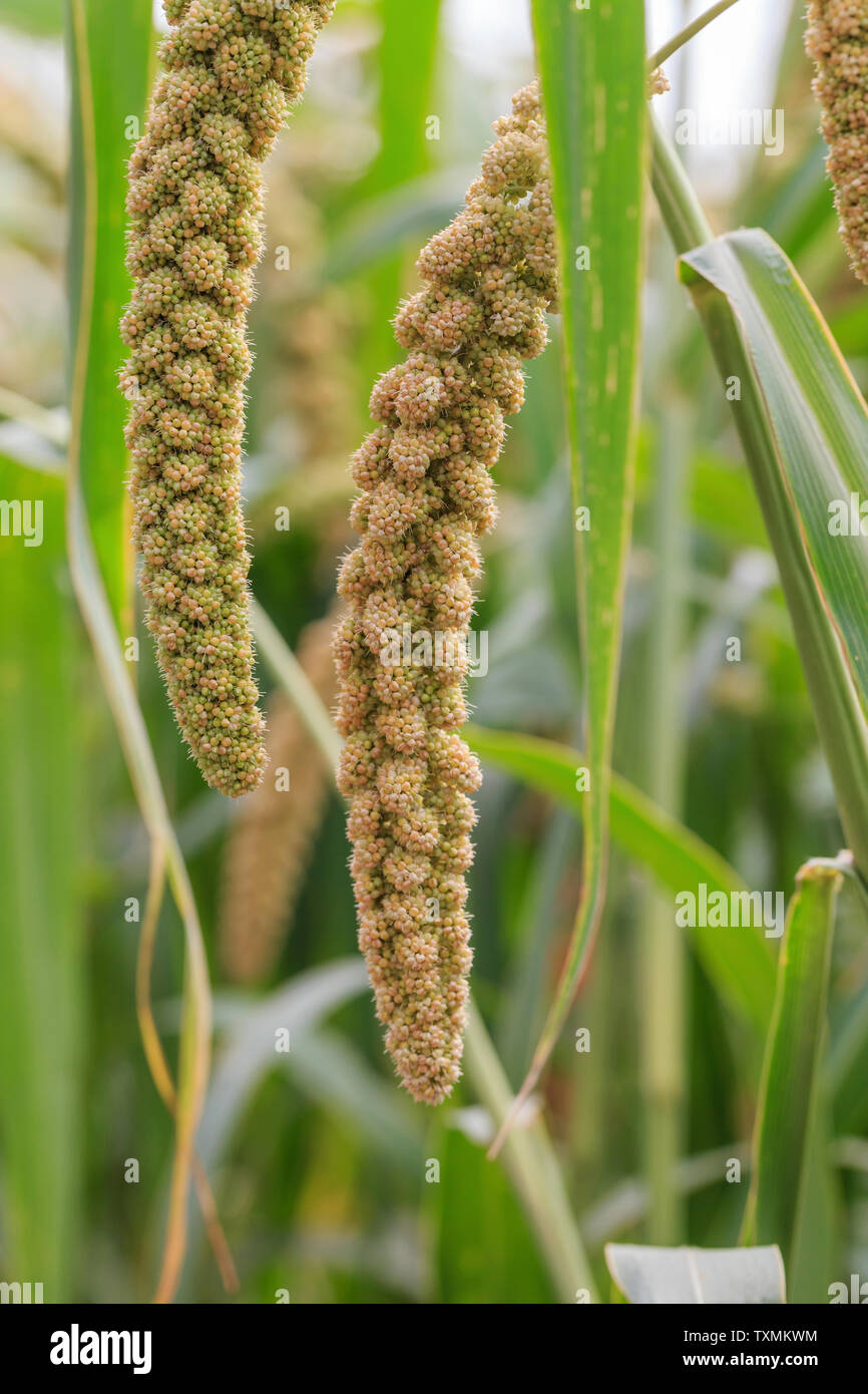The millet grown in the field Stock Photo Alamy
