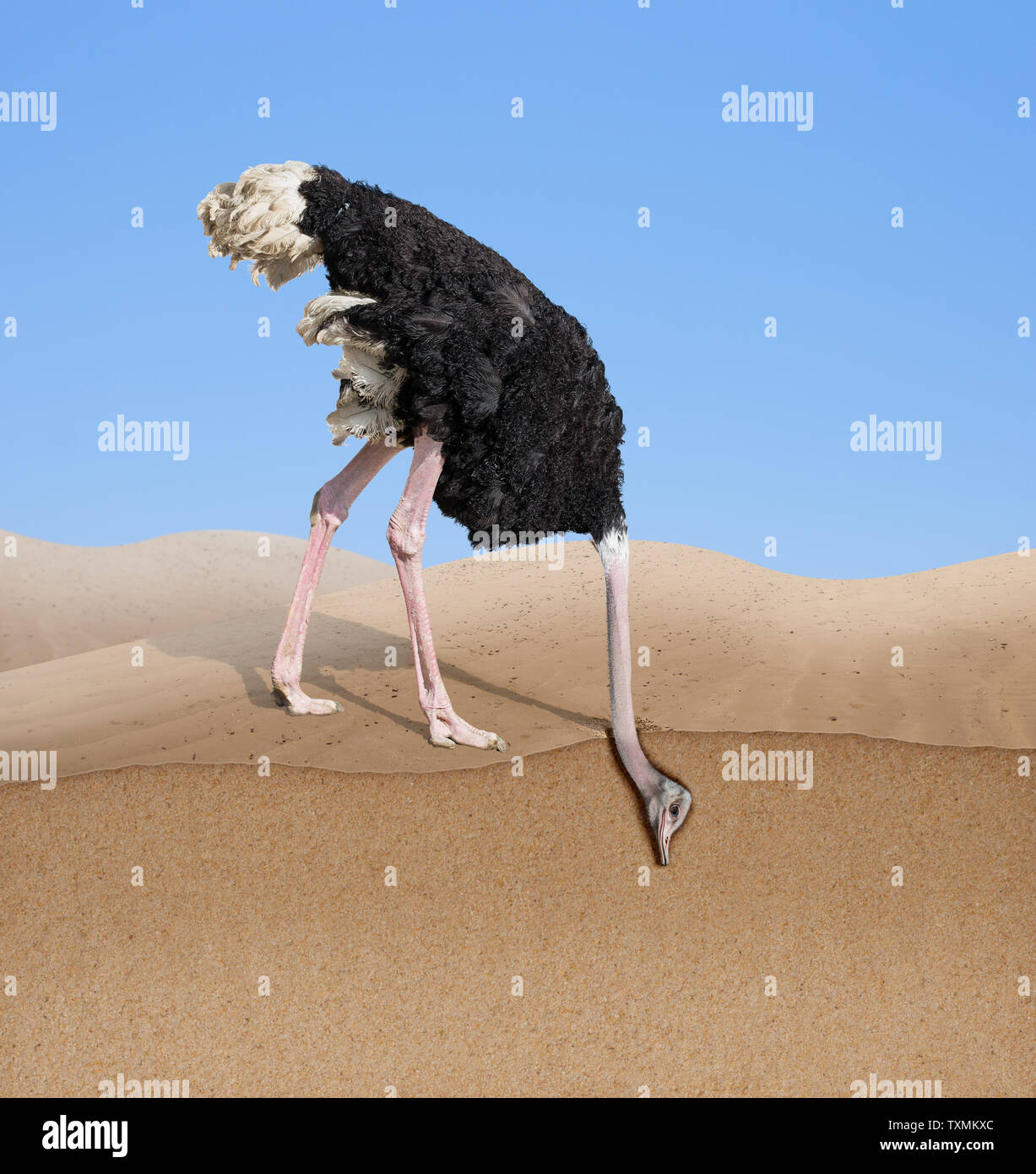 ostrich with head burying in sand Stock Photo