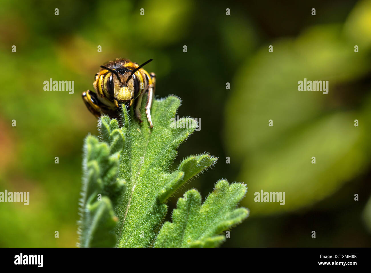 Bumblebee on a Pelargonium leaf, close up Stock Photo