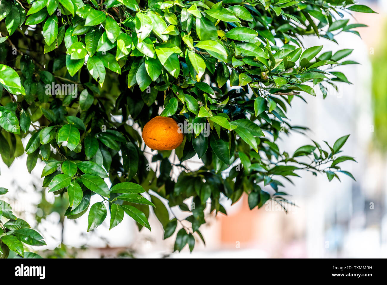 Japanese Pomelo satsuma mandarin orange growing on tree in Takase river in Kyoto, Japan during