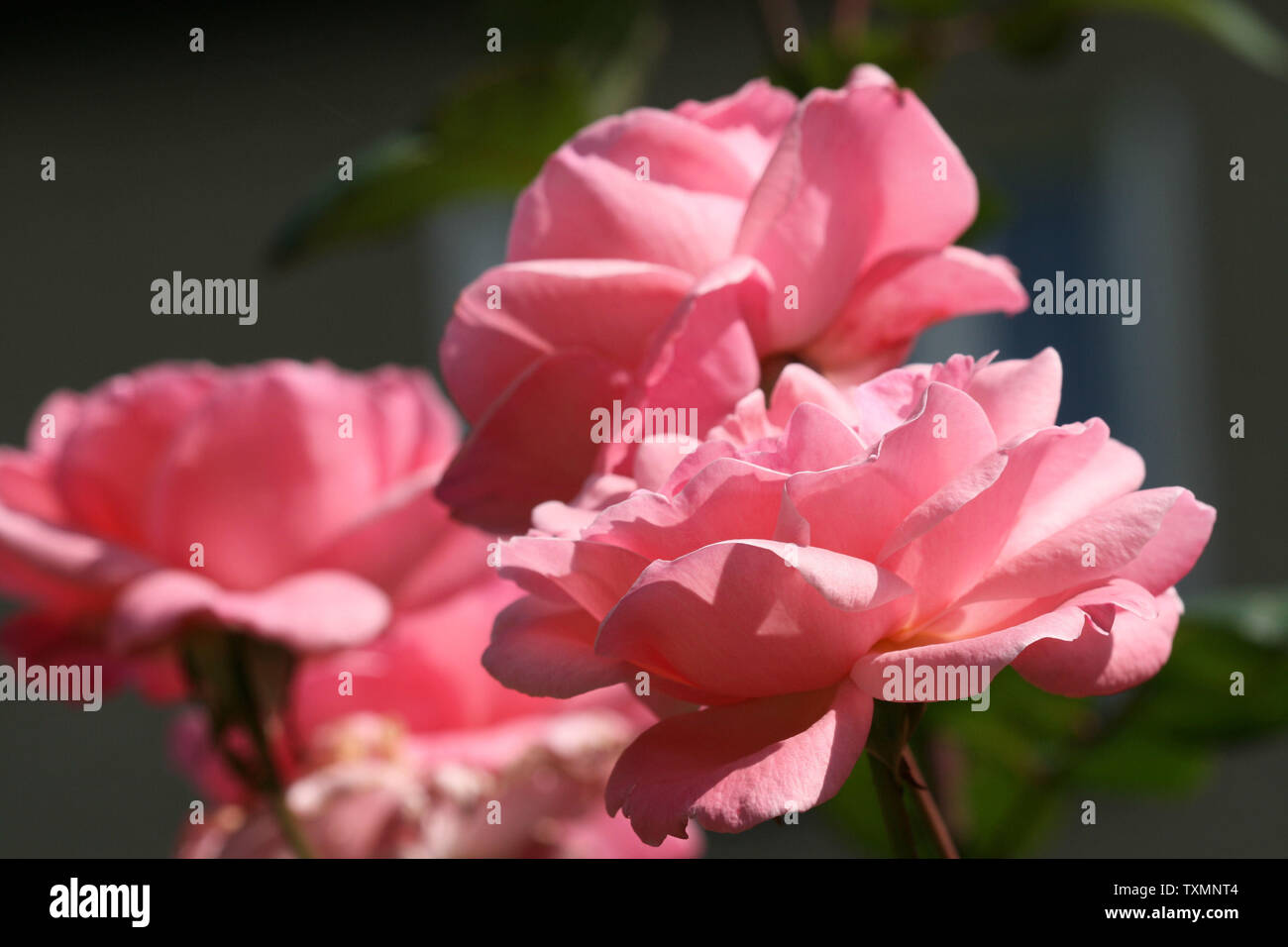 Beautiful pink roses growing in the garden Stock Photo