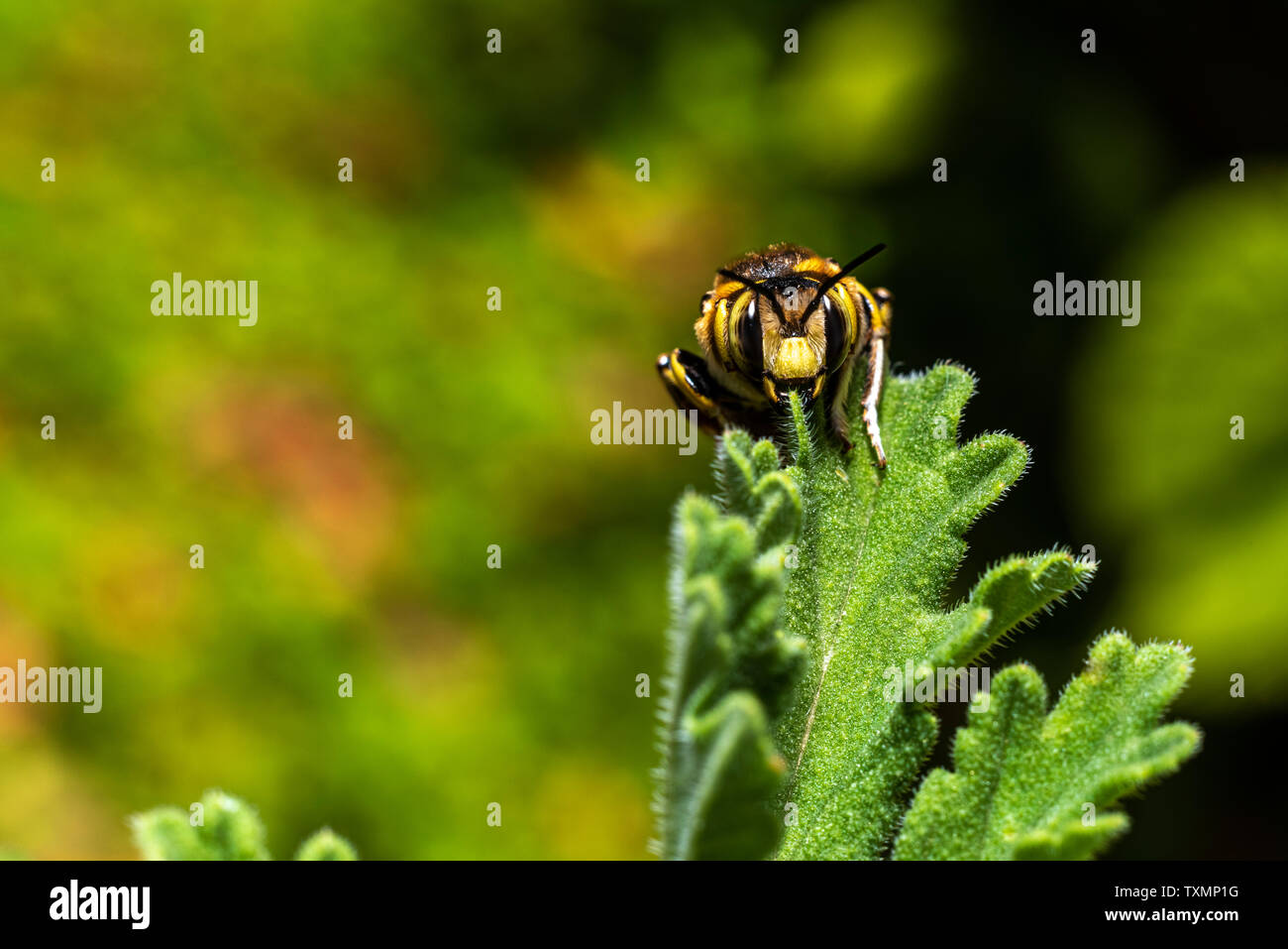 Bumblebee on a Pelargonium leaf, close up Stock Photo