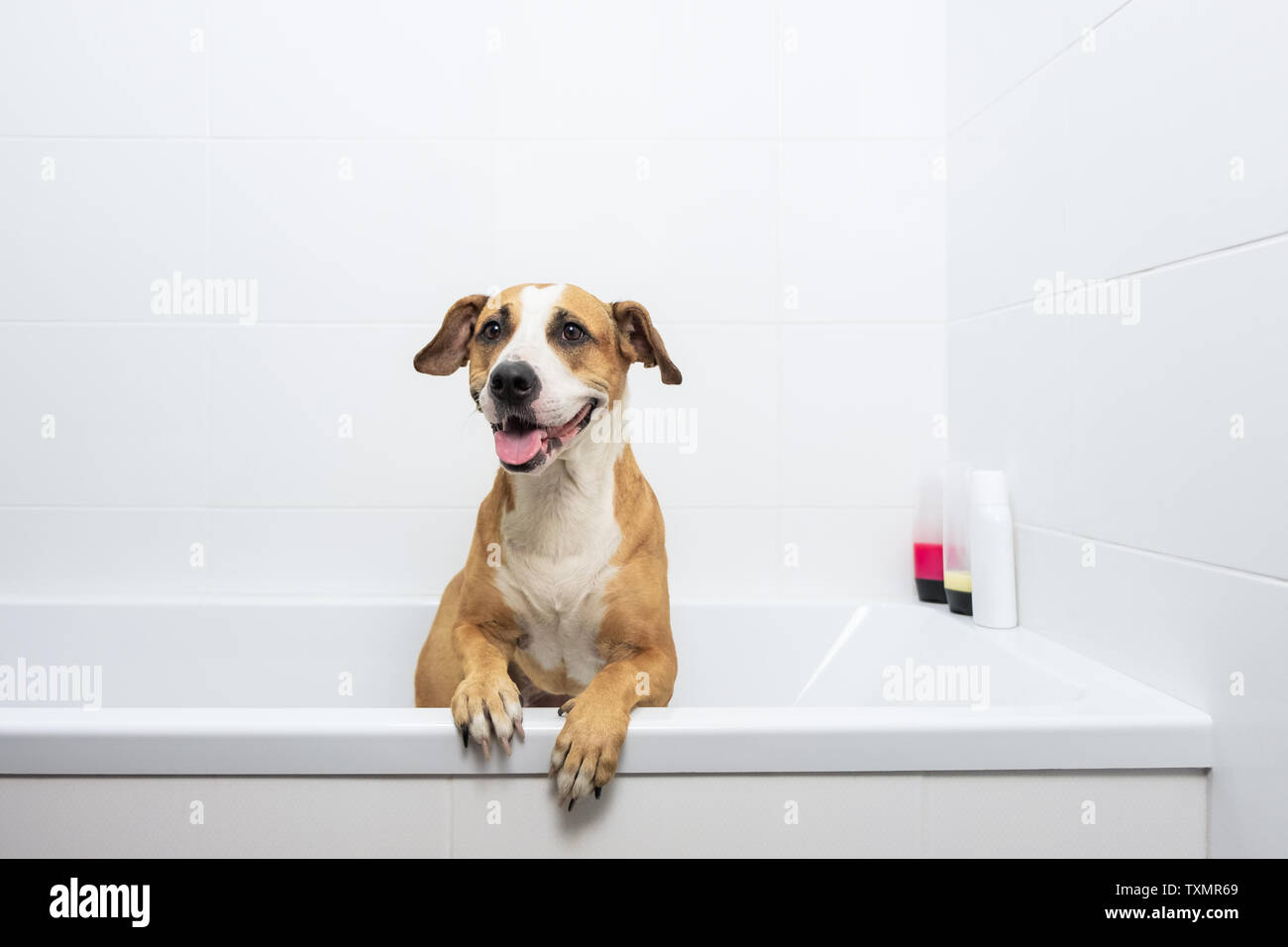 Cute dog posing in a bathtub, waiting to get washed. Bathing home pets