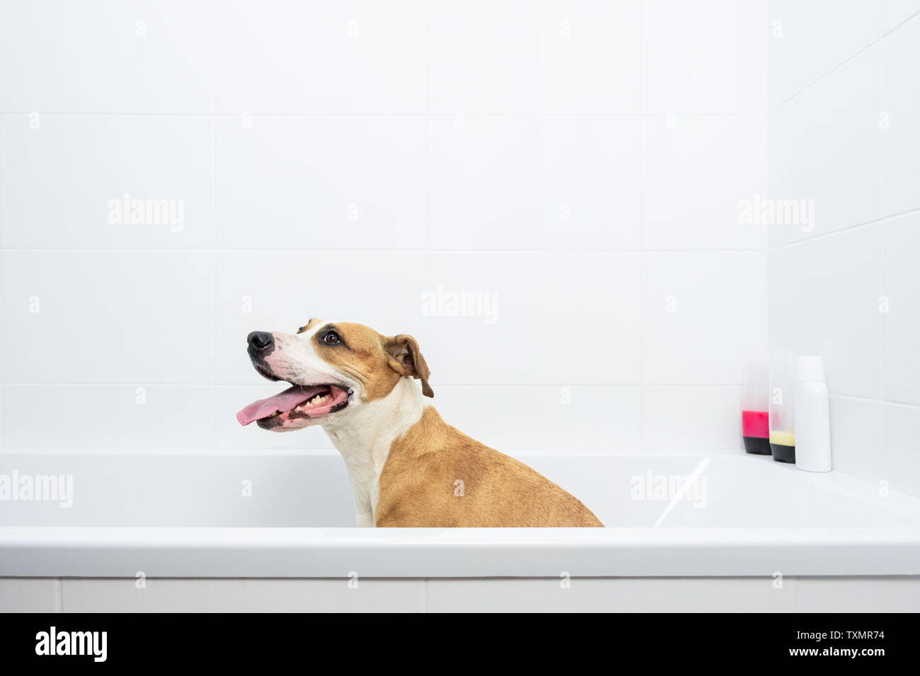 Dog in a bathtub, minimalistic interior. Funny happy dog sits in