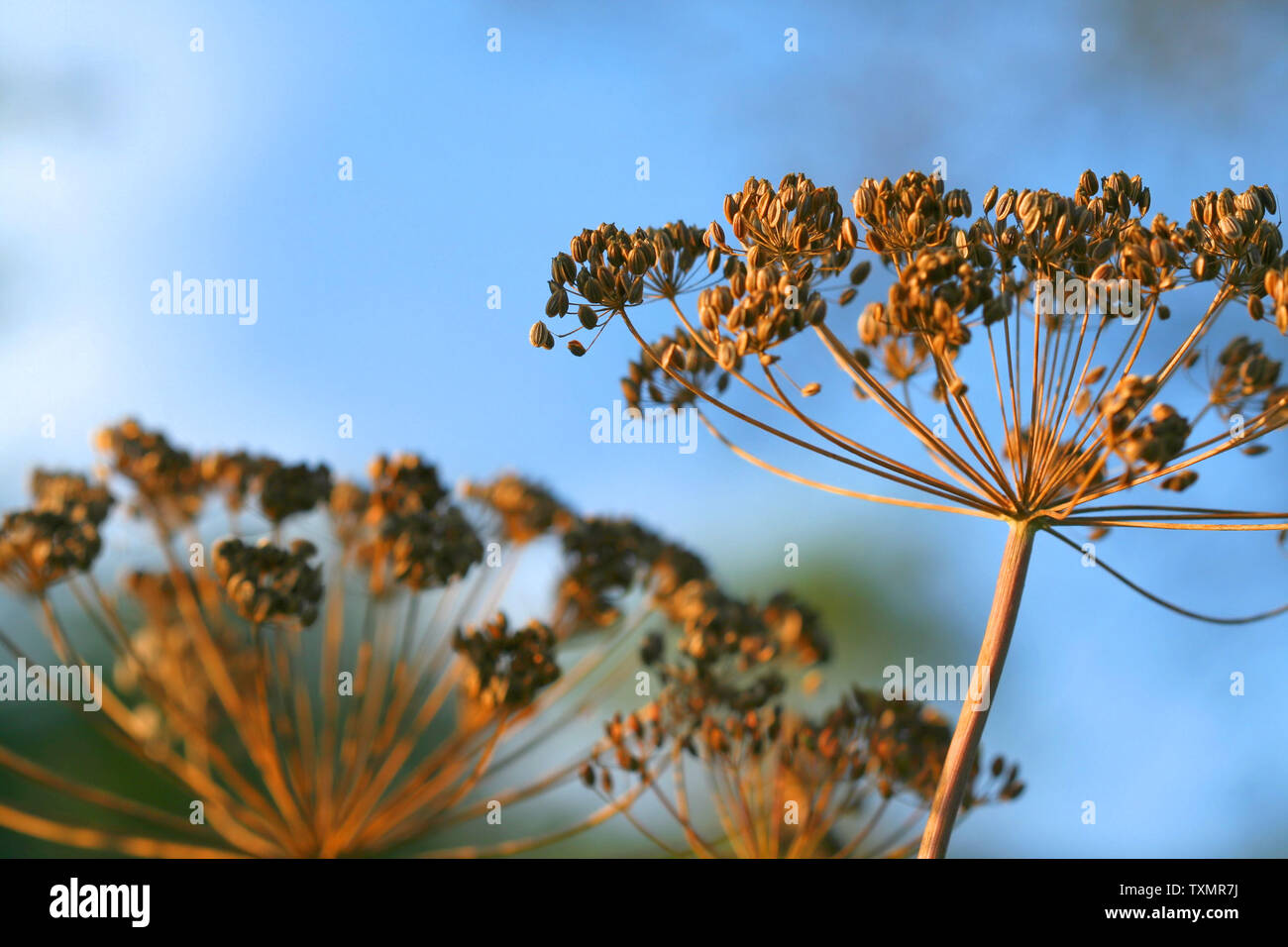 Dry dill flowers on sky background graveolens Stock Photo Alamy
