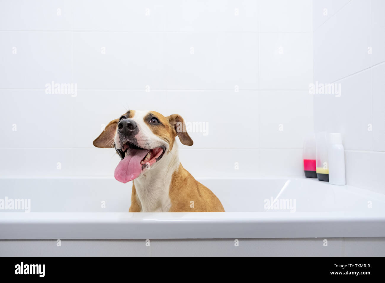 Funny cute dog enjoying the bath. Taking care of pets at home concept: trained obedient staffordshire terrier sits in a white bathtub Stock Photo