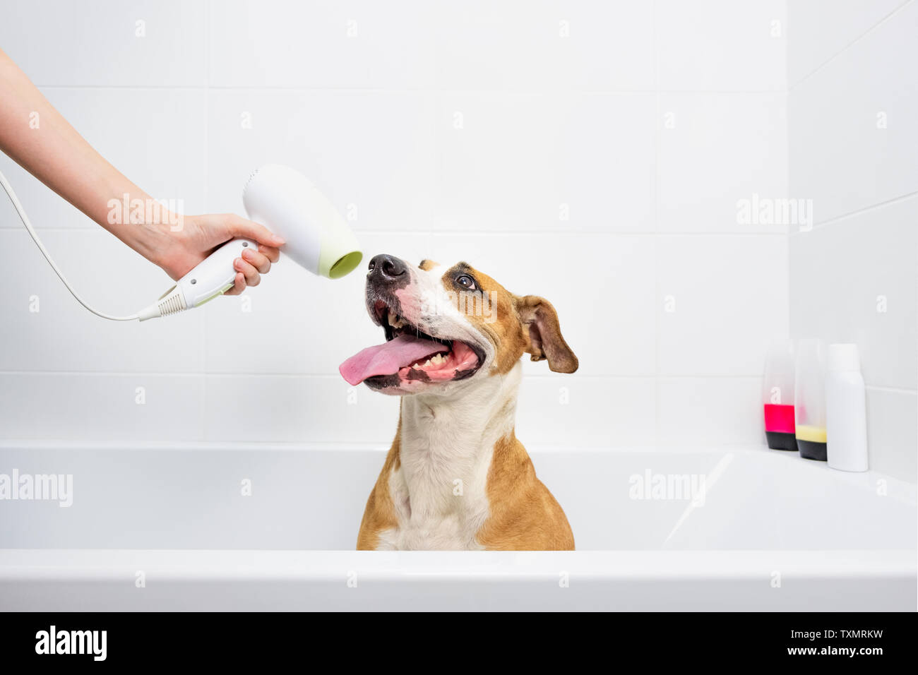 Funny cute dog taking a bath. Taking care of pets at home concept: trained obedient staffordshire terrier sits in a white bathtub, hand holds a hair d Stock Photo