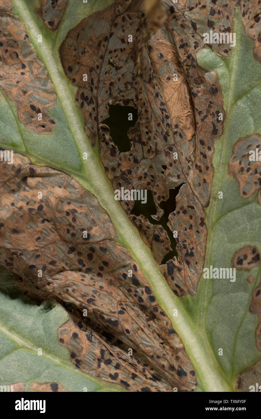 Downy Mildew spreading on opium poppy leaf destroying the cells and causing them to dry out and decompose, mildew Peronospora arborescens symptoms Stock Photo