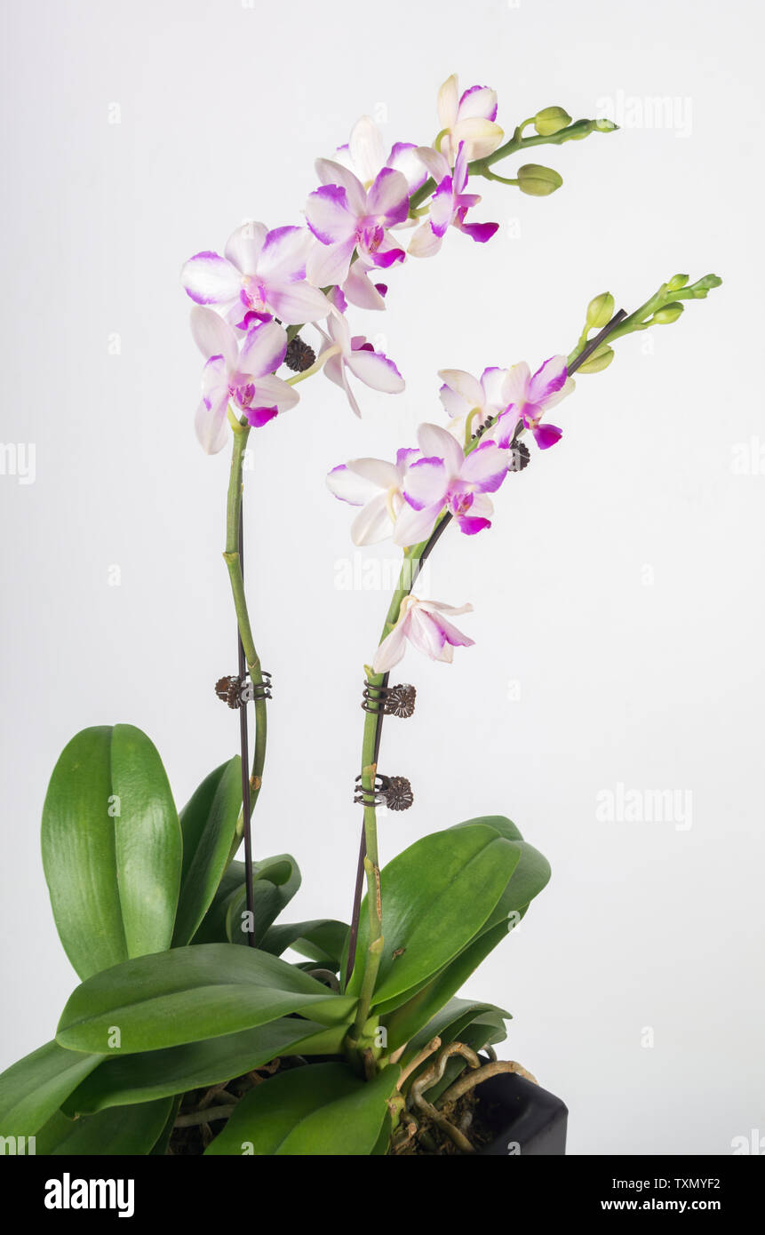Orchids elegant blooms hi-res stock photography and images - Alamy
