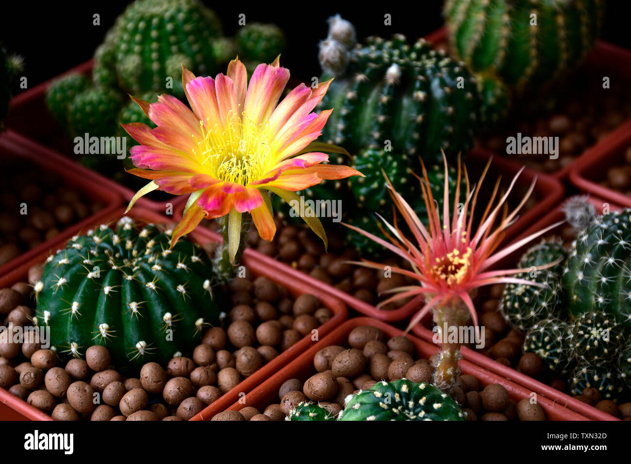 Varous type of Lobvia spp. cactus fowers on dark background. Stock Photo