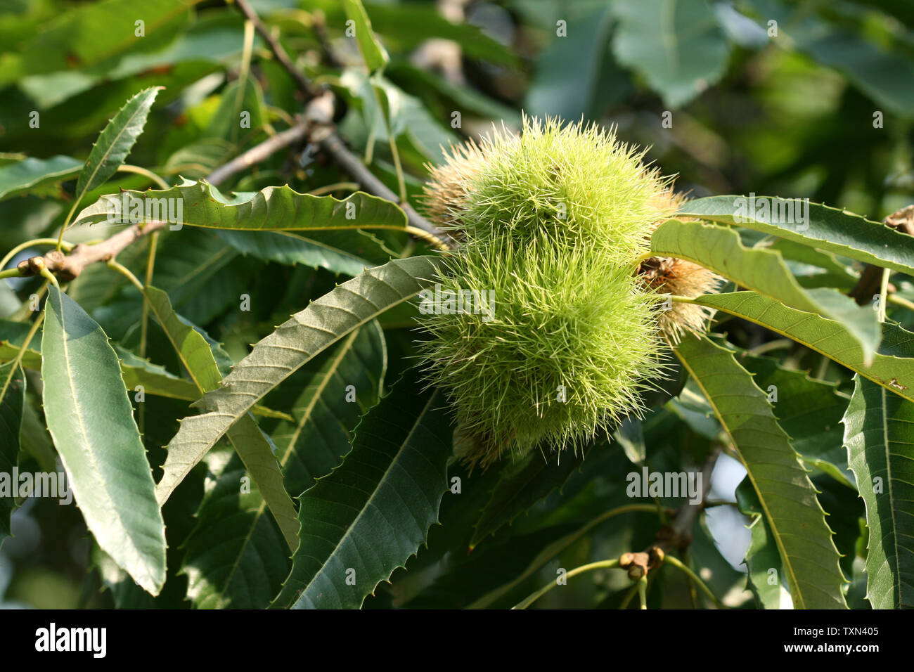 Chestnut tree with ripe seeds inside spiky cupules (calybium). Castanea sativa Stock Photo