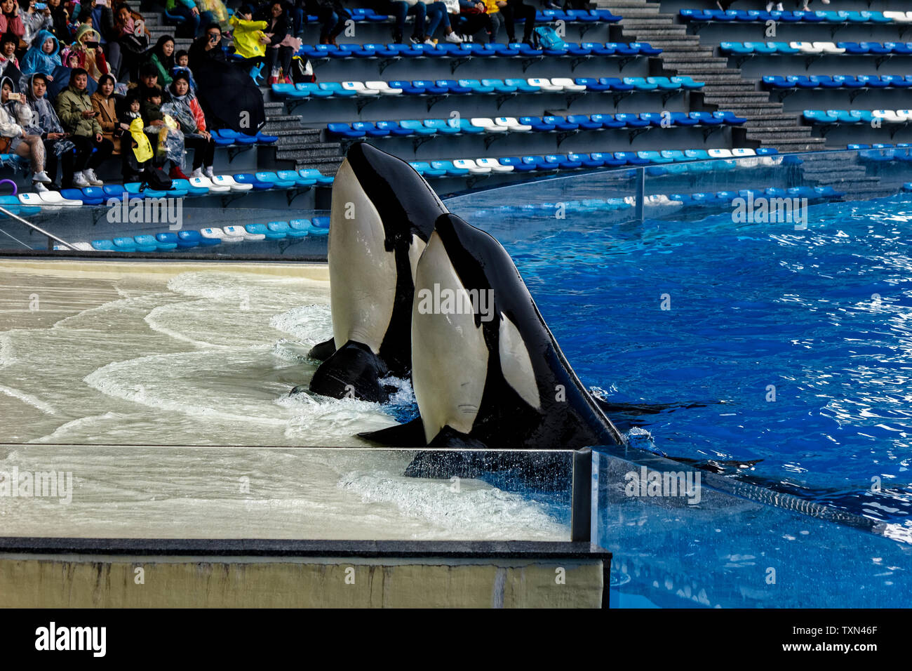 Haichang Ocean Park orca performance in Shanghai Stock Photo Alamy