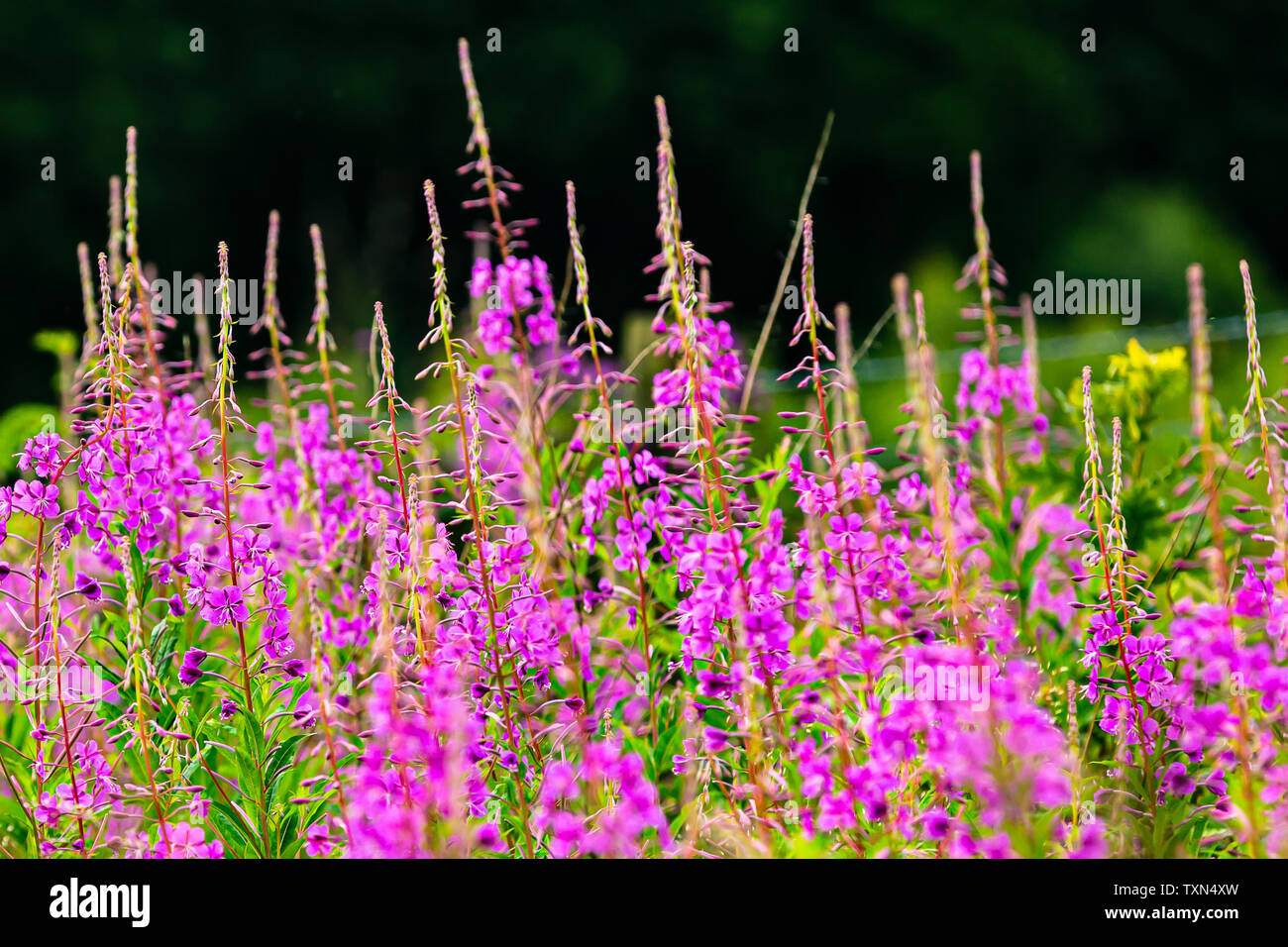 Pink flower spikes hi-res stock photography and images - Alamy