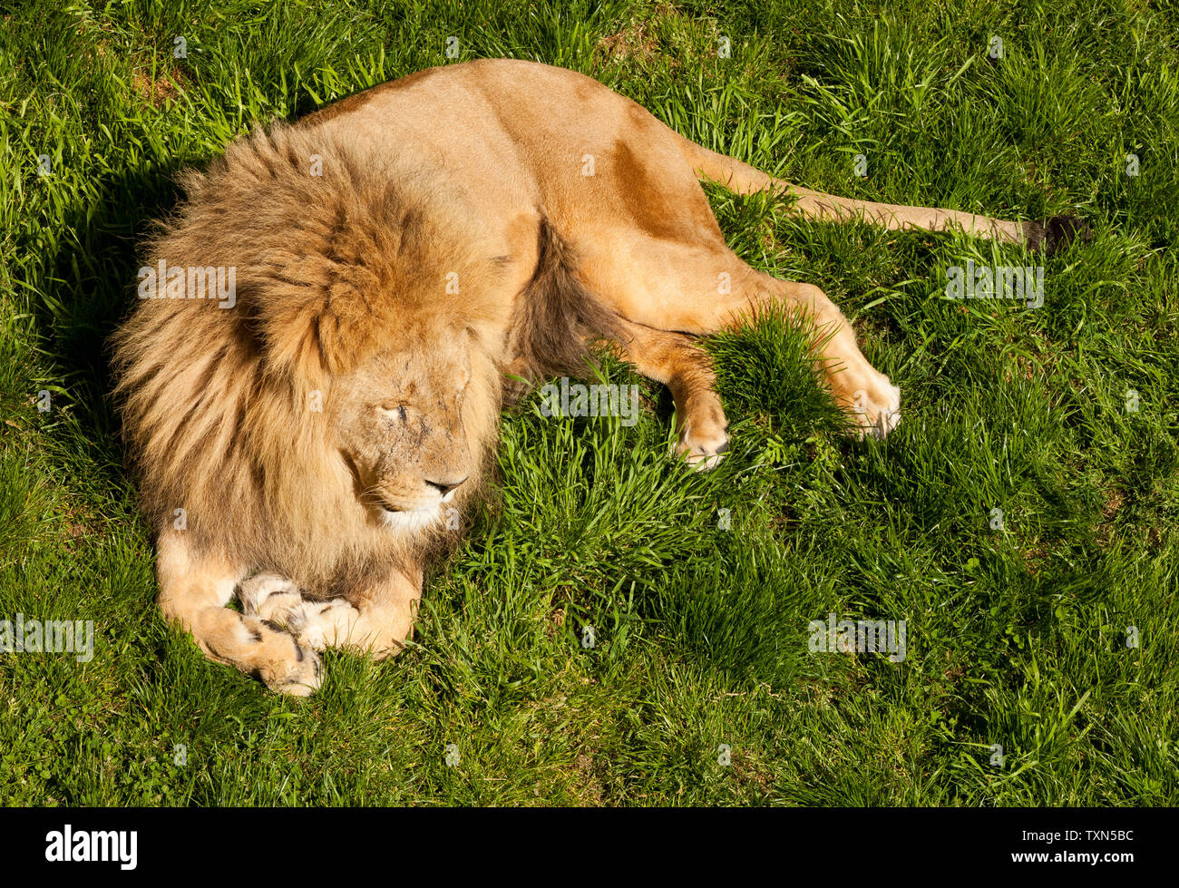 Cute male african lion hi-res stock photography and images - Alamy