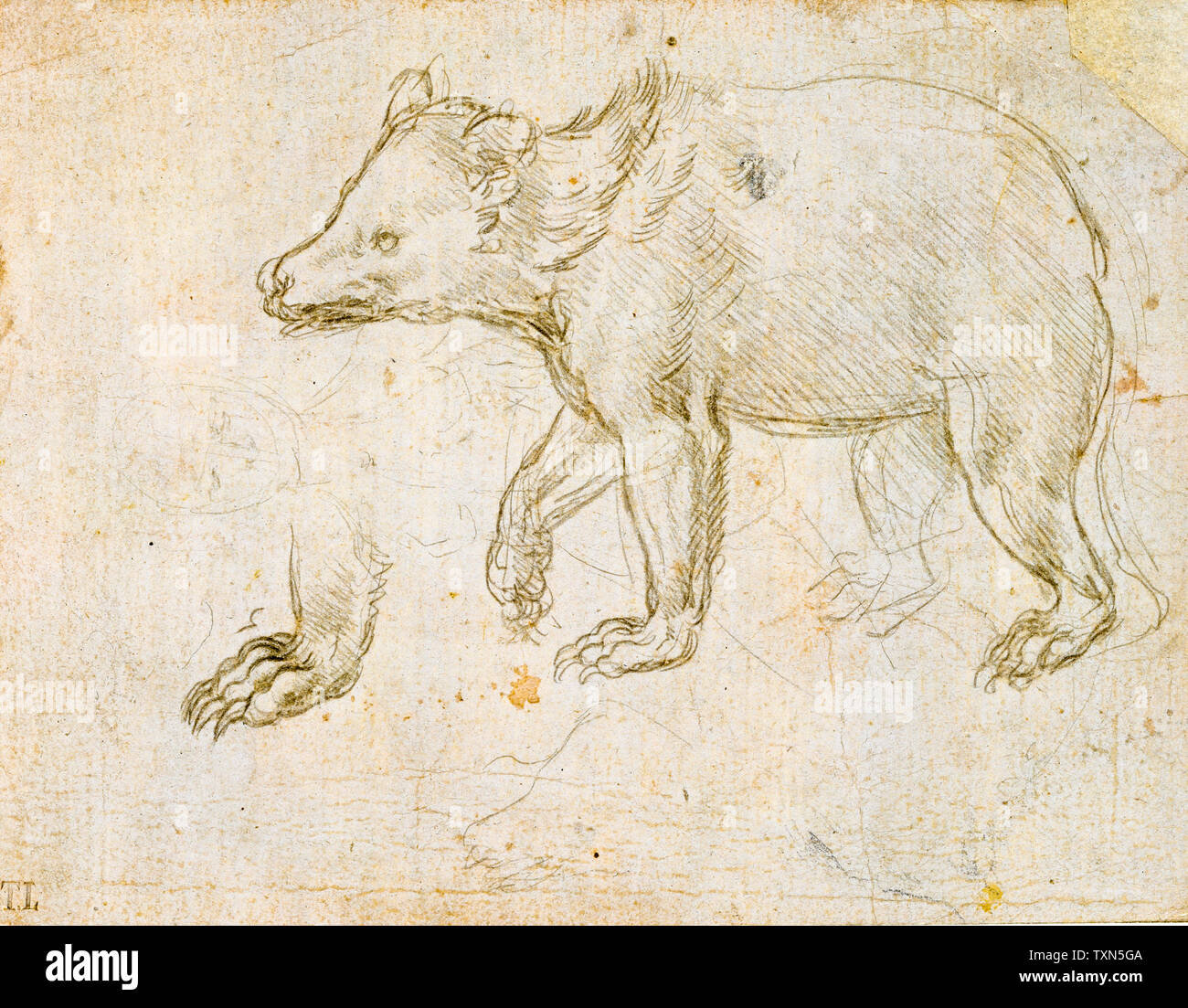 Leonardo Da Vinci sketch, A Bear Walking, drawing circa 1482 Stock Photo