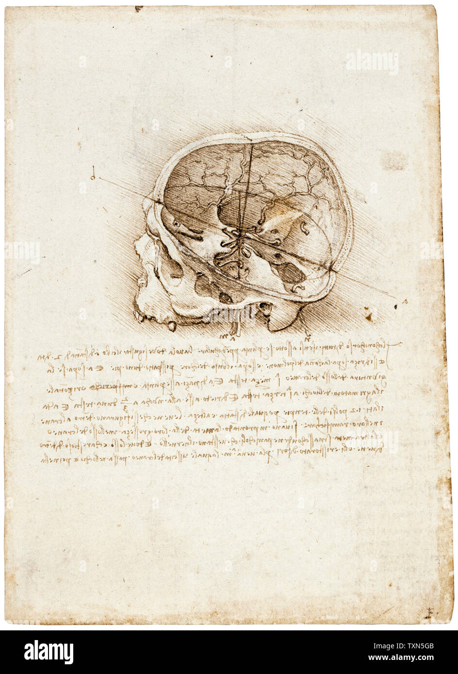 Leonardo Da Vinci drawing, Cross section of a human skull, anatomical drawings, 1489 Stock Photo
